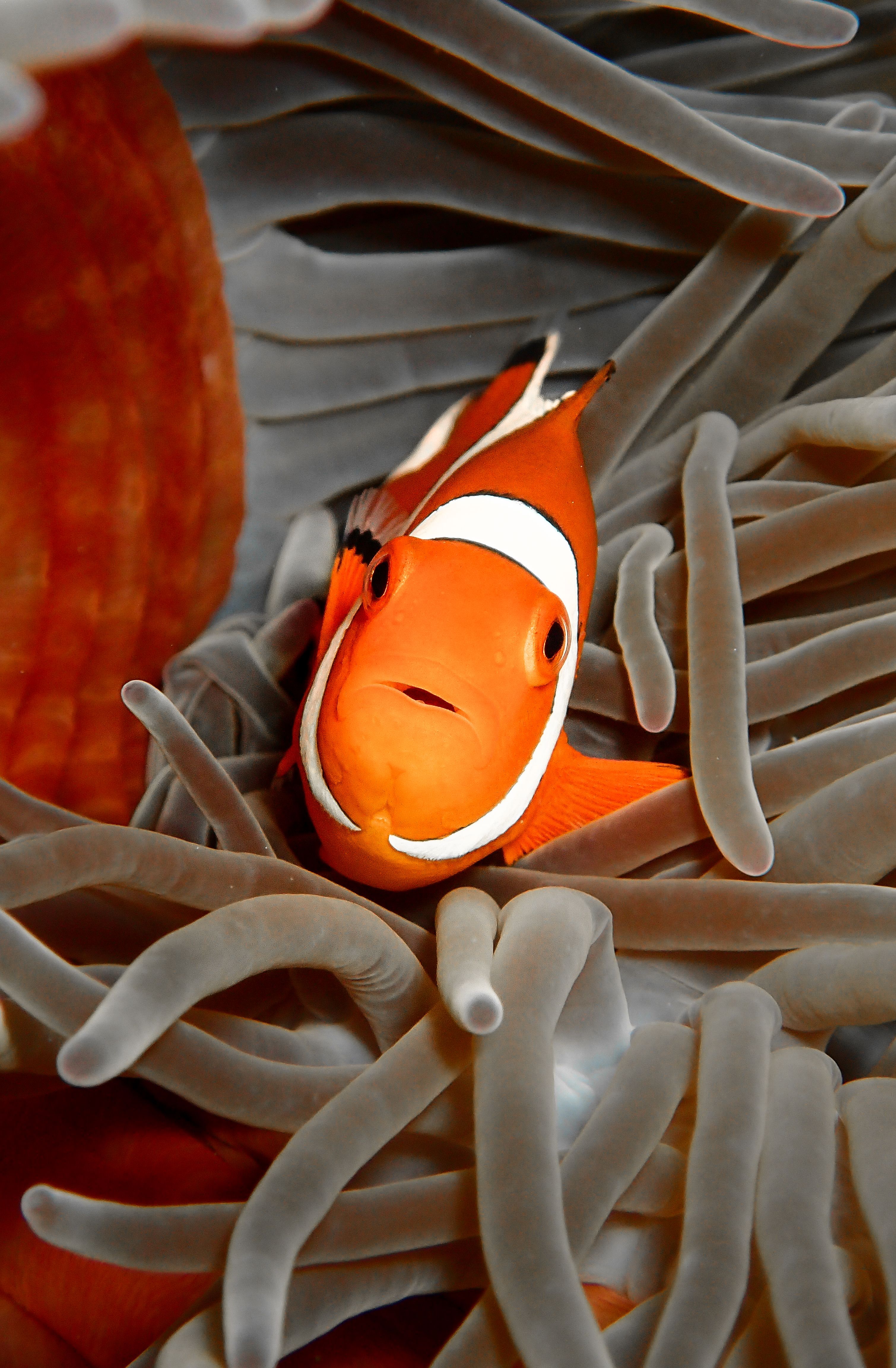Disney Was Wrong: The Real Nemo Is A Monster Unfit For A Kids' Movie
