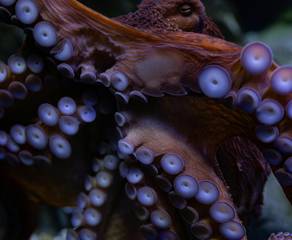 pexels-sofiya-walrus-945910433-29999876