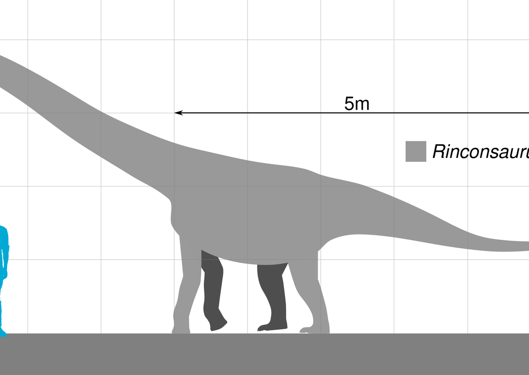 Dinosaur Rinconsaurus Drawing Scientists Discover New Dinosaur Species That Was A