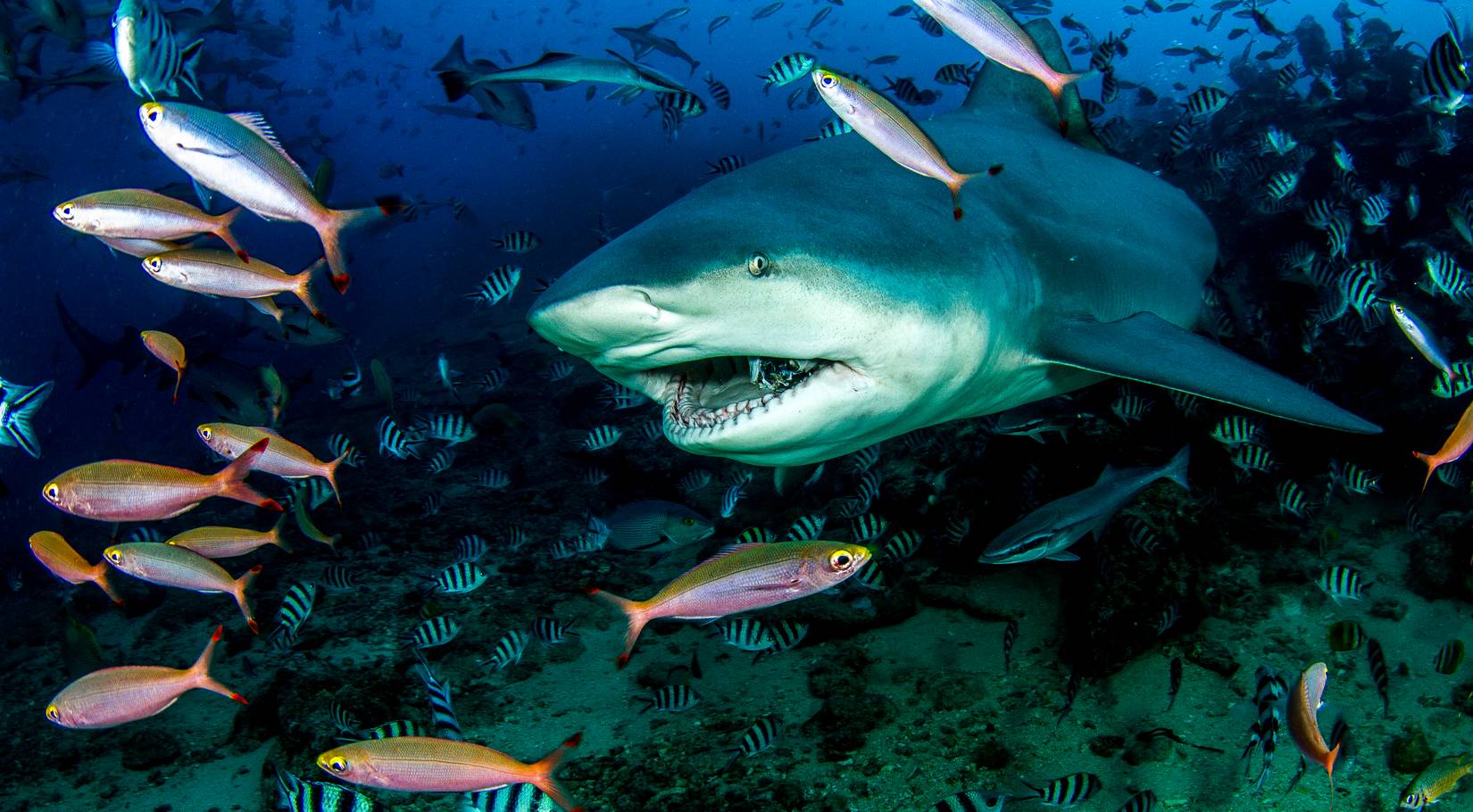 Sharks Are Suddenly Showing Up In Rivers Across The United States, And ...