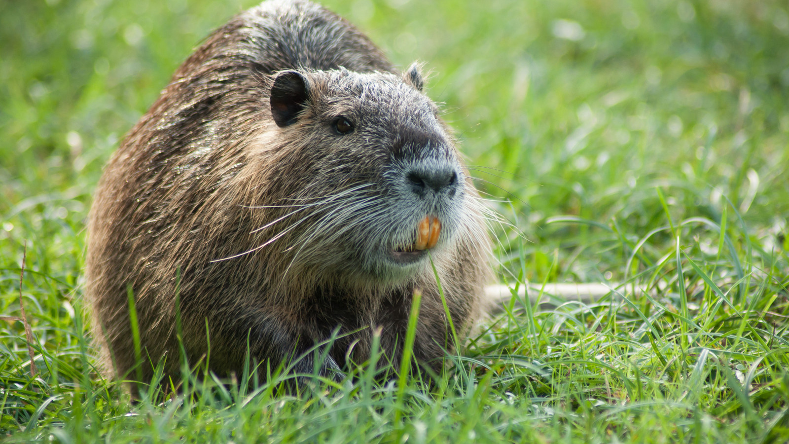 Feds Are Pushing People To Eat A Rodent That Is 
