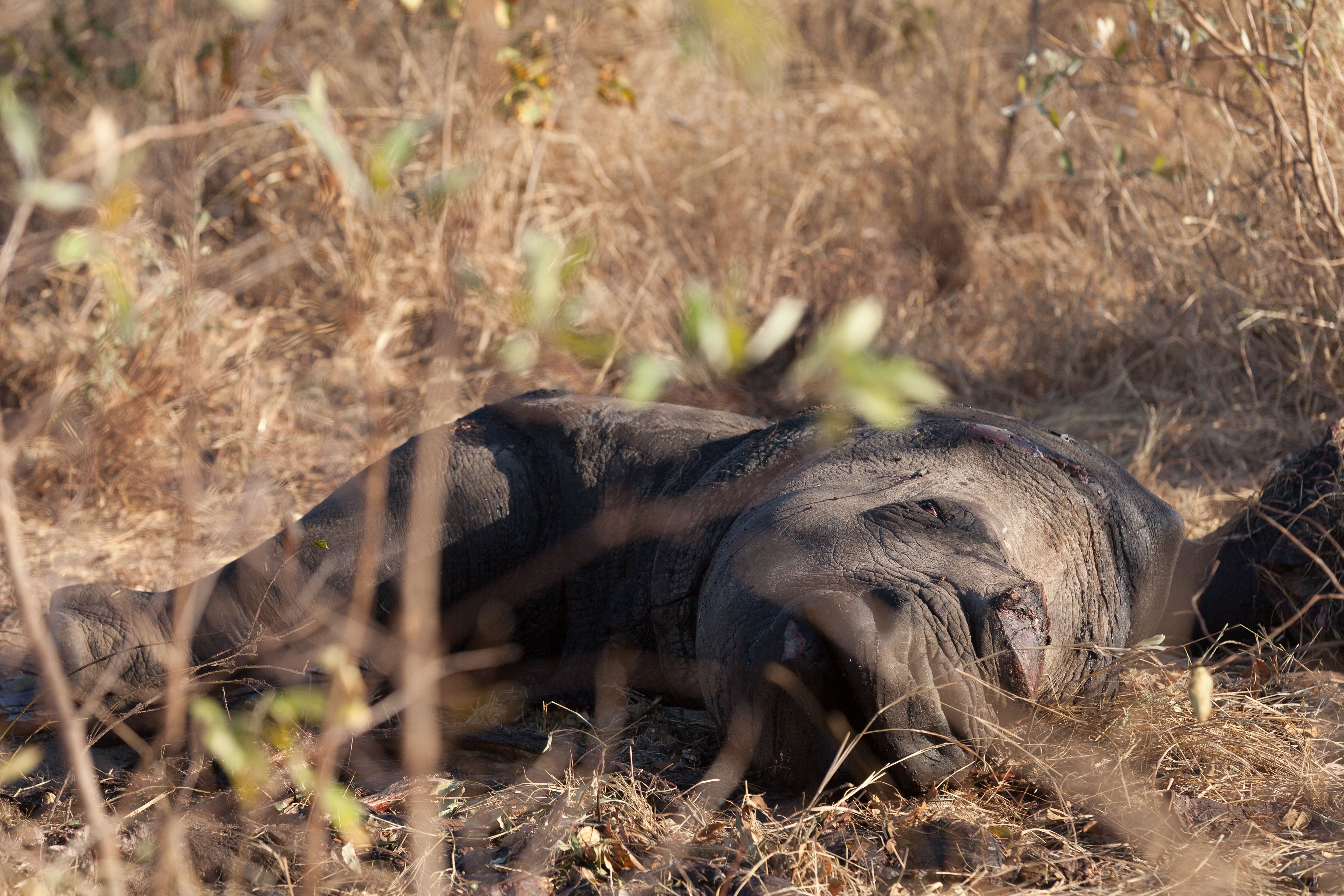 Dead rhinoceros believed to have been killed by illegal hunting