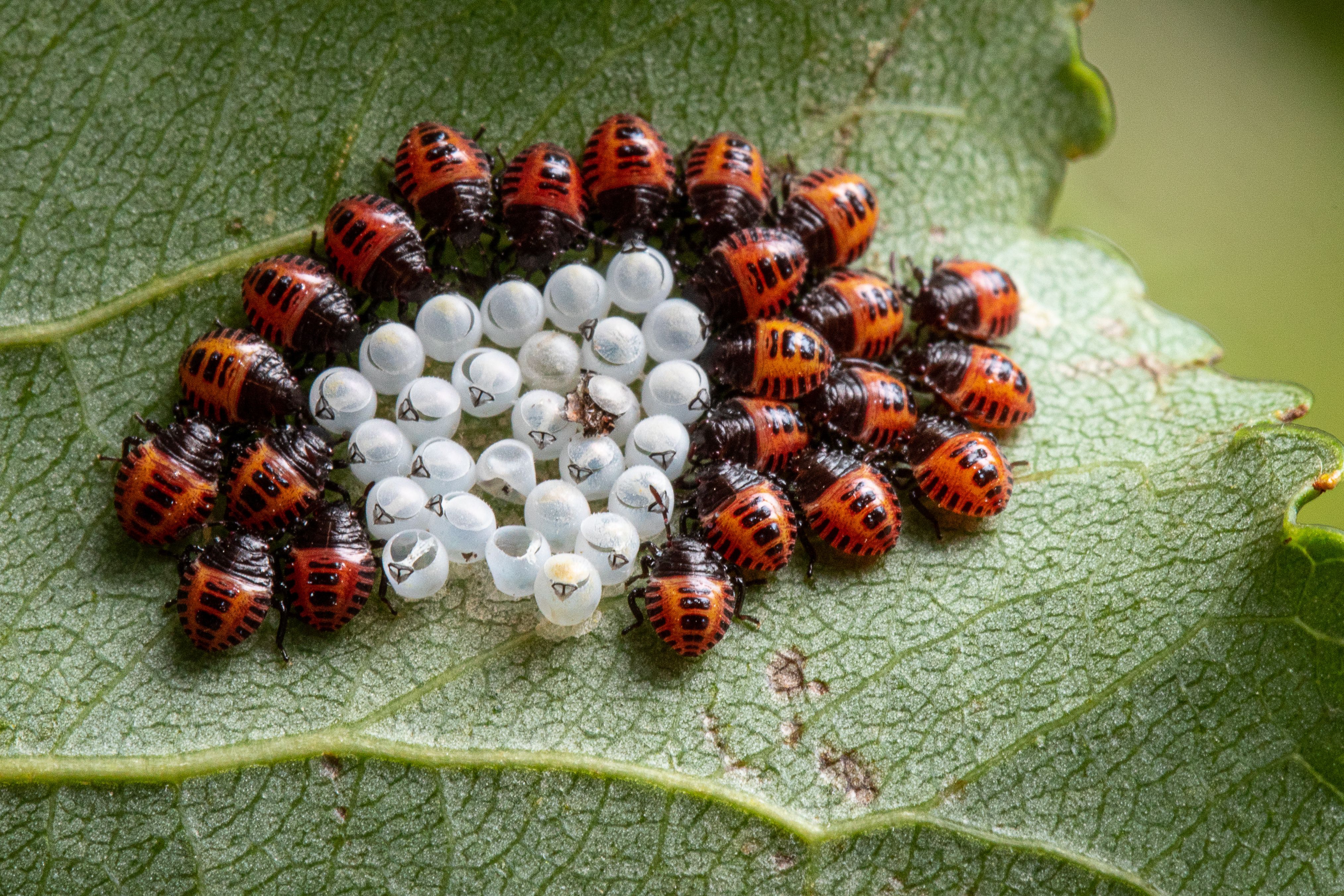 This Foreign Invasive Bug Threatens The U.S. With $20 Billion In Losses