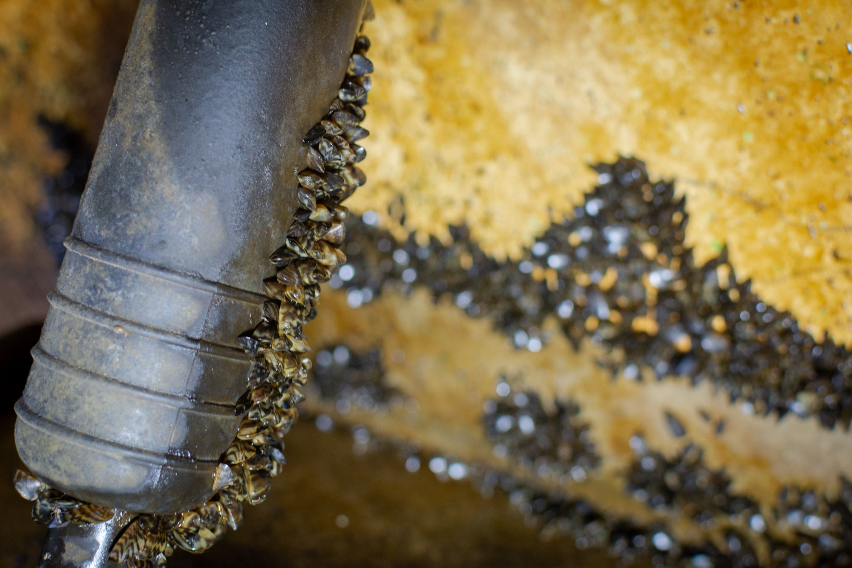 This Harmful Invasive Creature Costs Americans Billions And Is ...