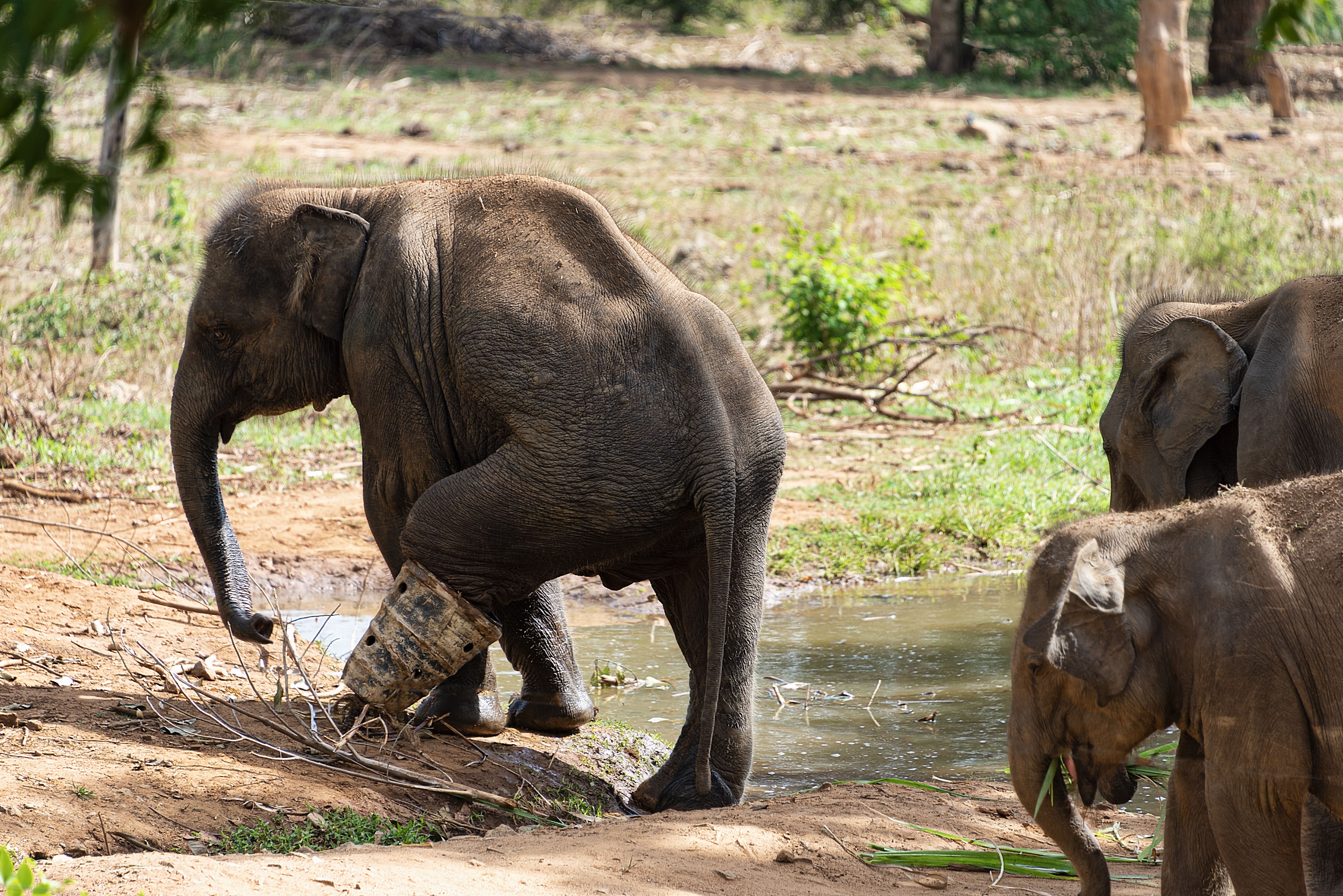 Officials Worried As Cruel Illegal Hunting Method Is On The Rise In ...