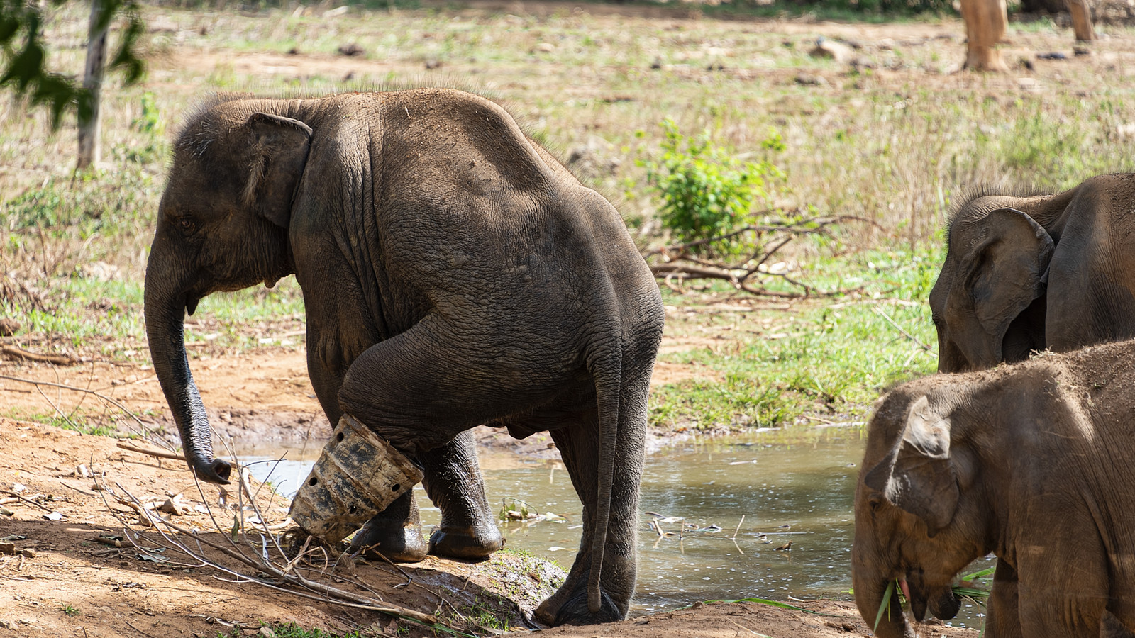 Officials Worried As Cruel Illegal Hunting Method Is On The Rise In ...