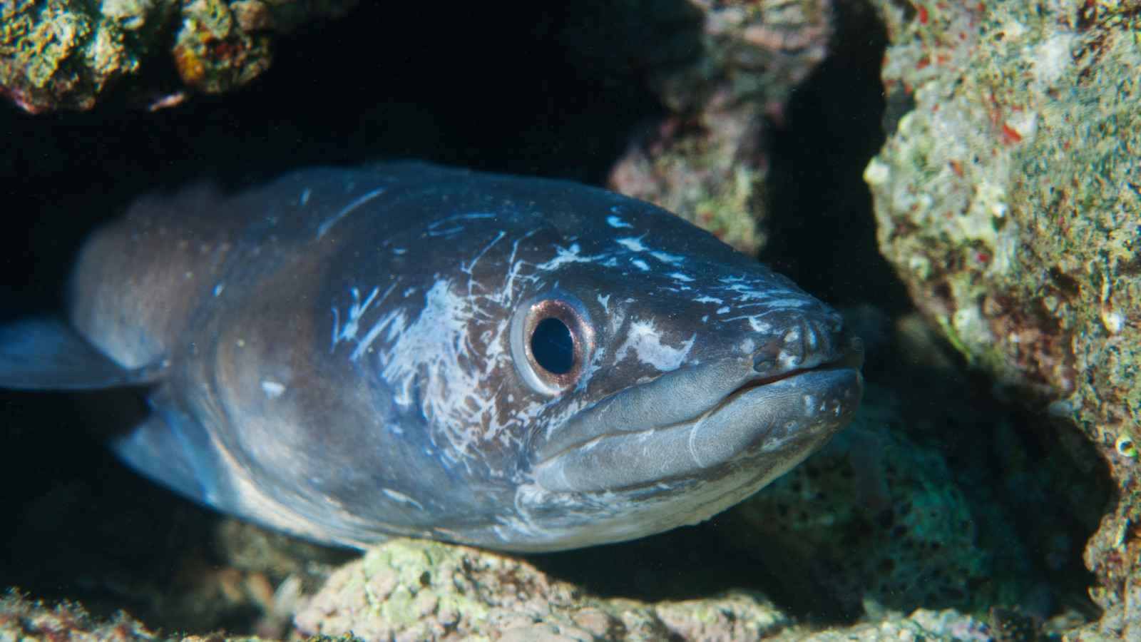 Why Fishermen Are Worried About The 