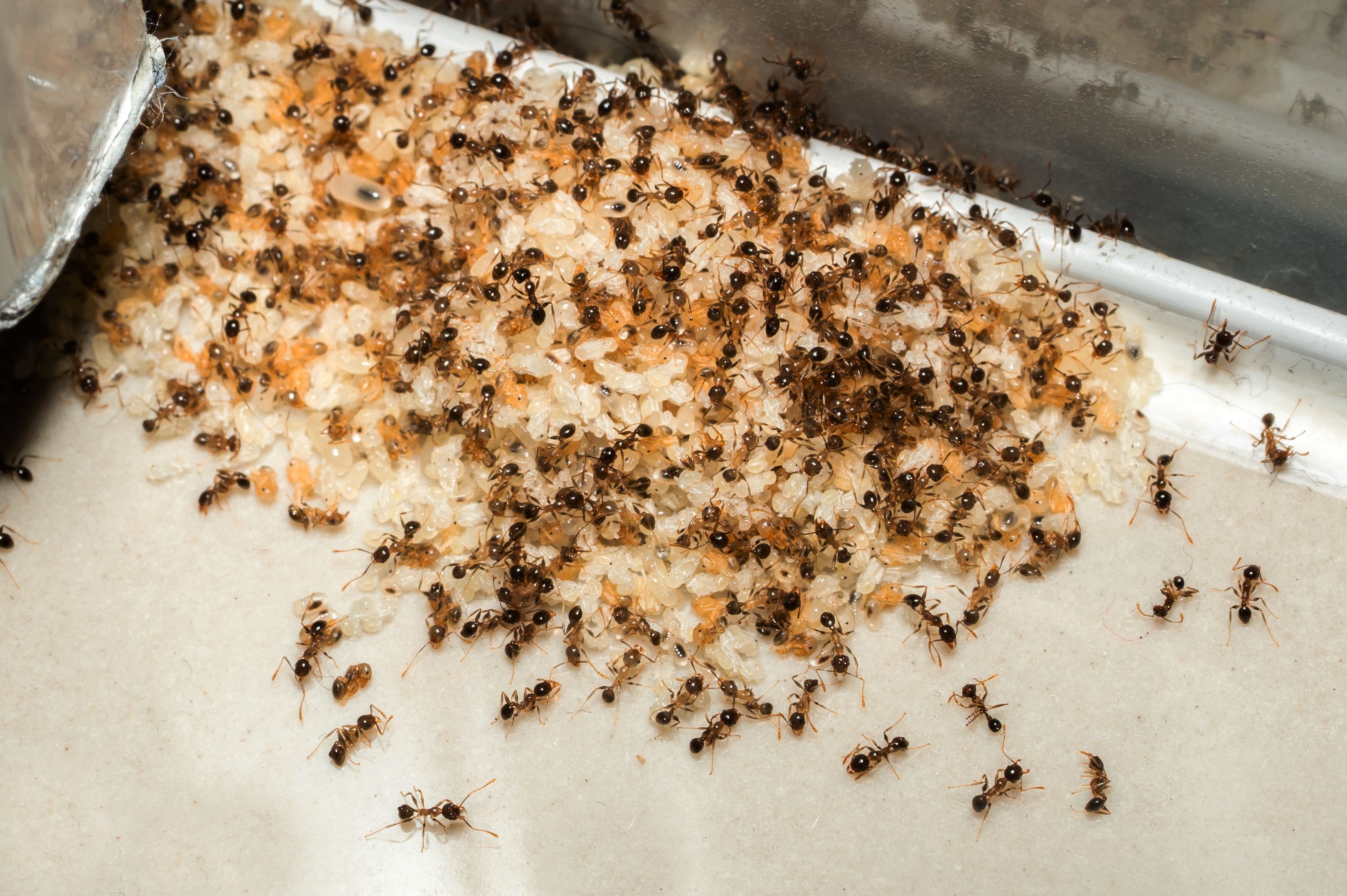 This Dangerous Bug Accidentally Invaded The U.S. And Stings 14 Million ...