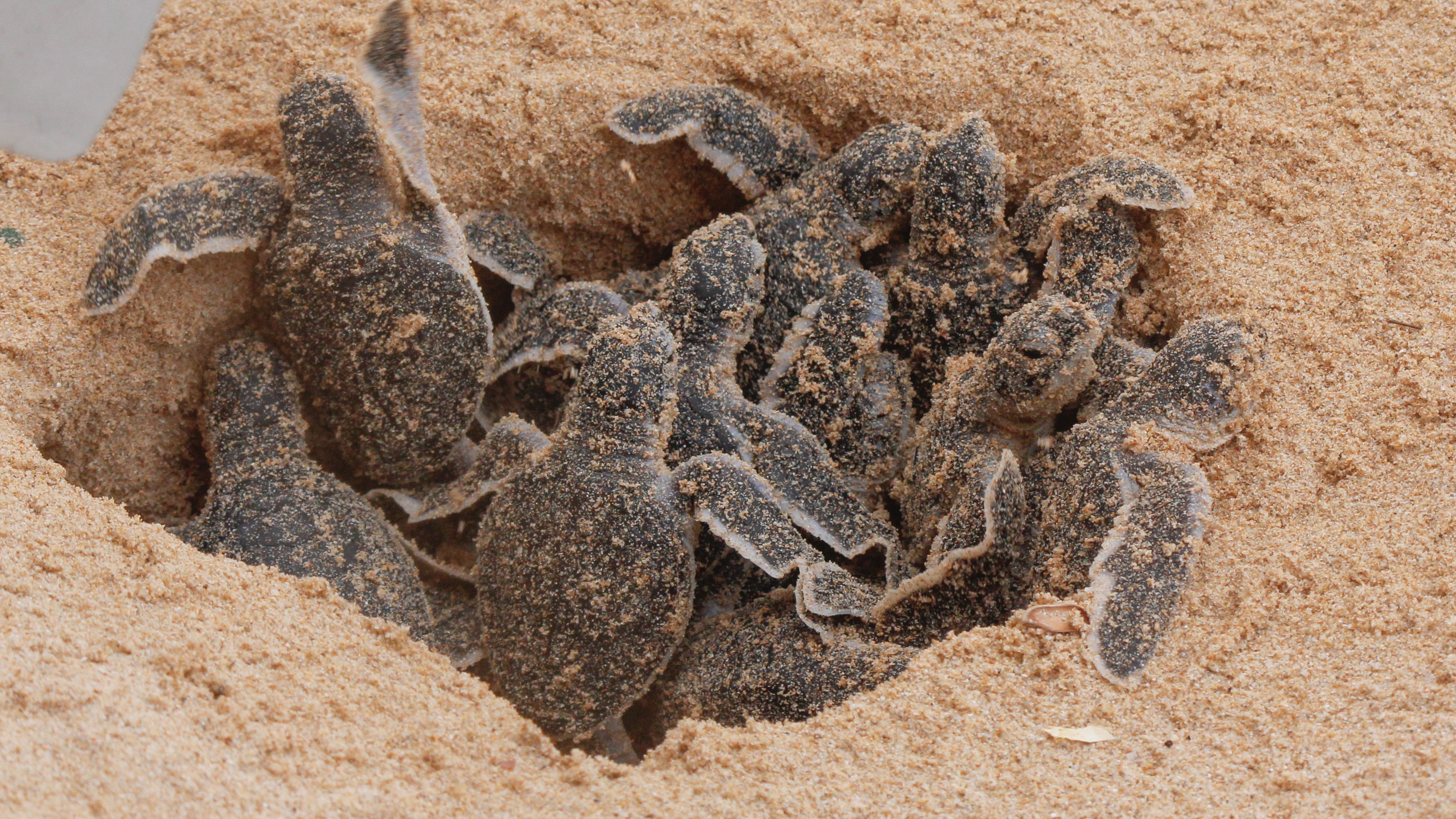 A Man Buys Endangered Sea Turtles At Markets, Proving Some Heroes Wear ...