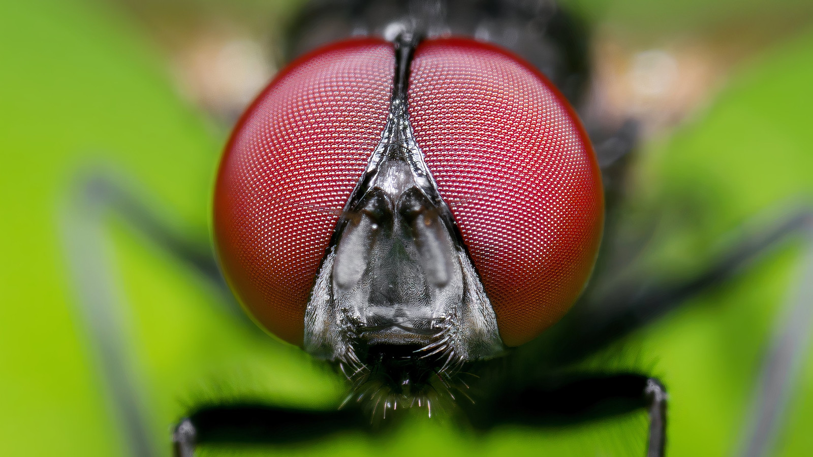 Insect Mask Face Why This Weird Bug Wears A Face