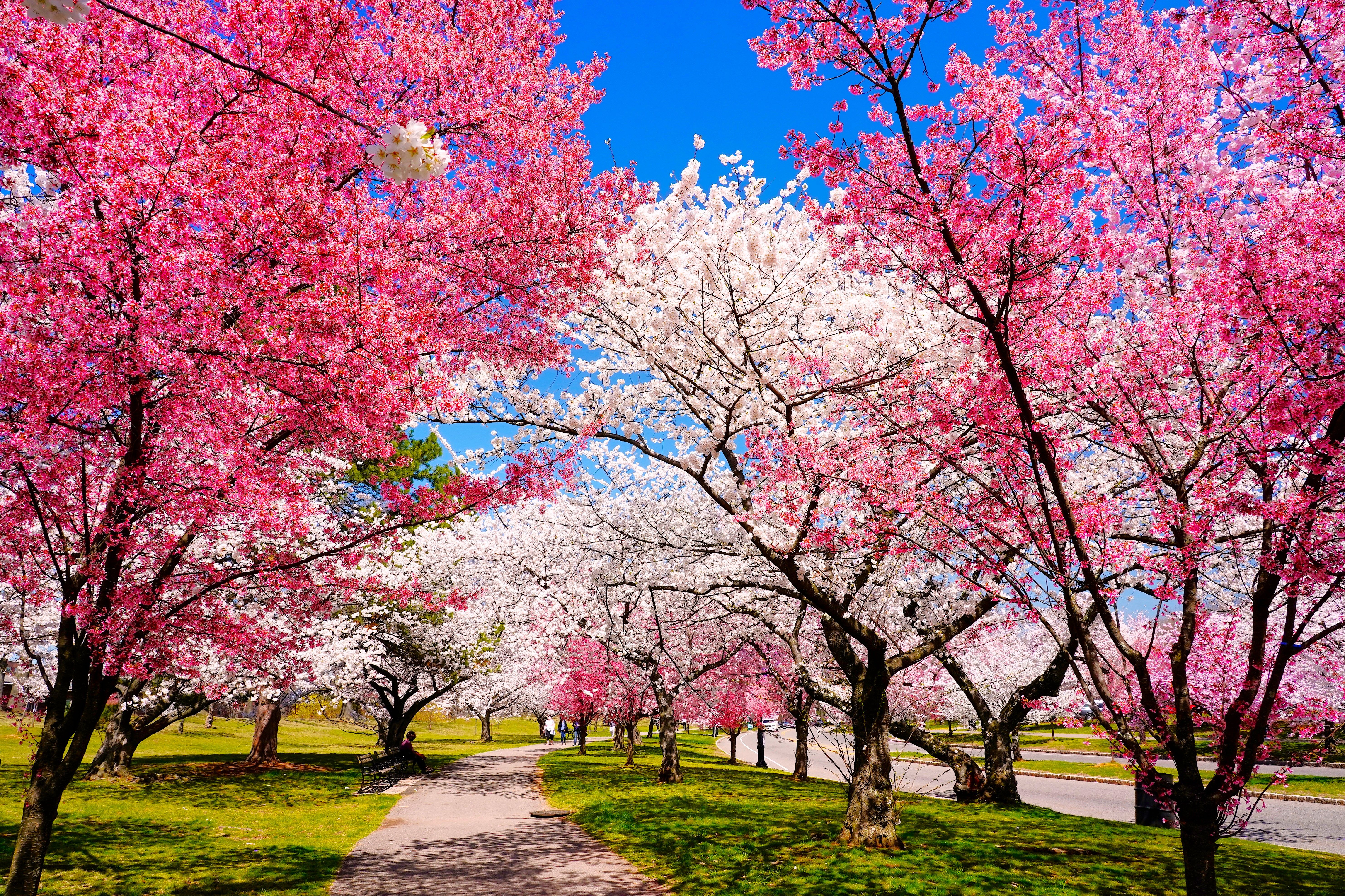 Skip D.C.: You'll Find The Biggest Cherry Blossom Bloom In This Unexpected  Place, image size:5935x3955