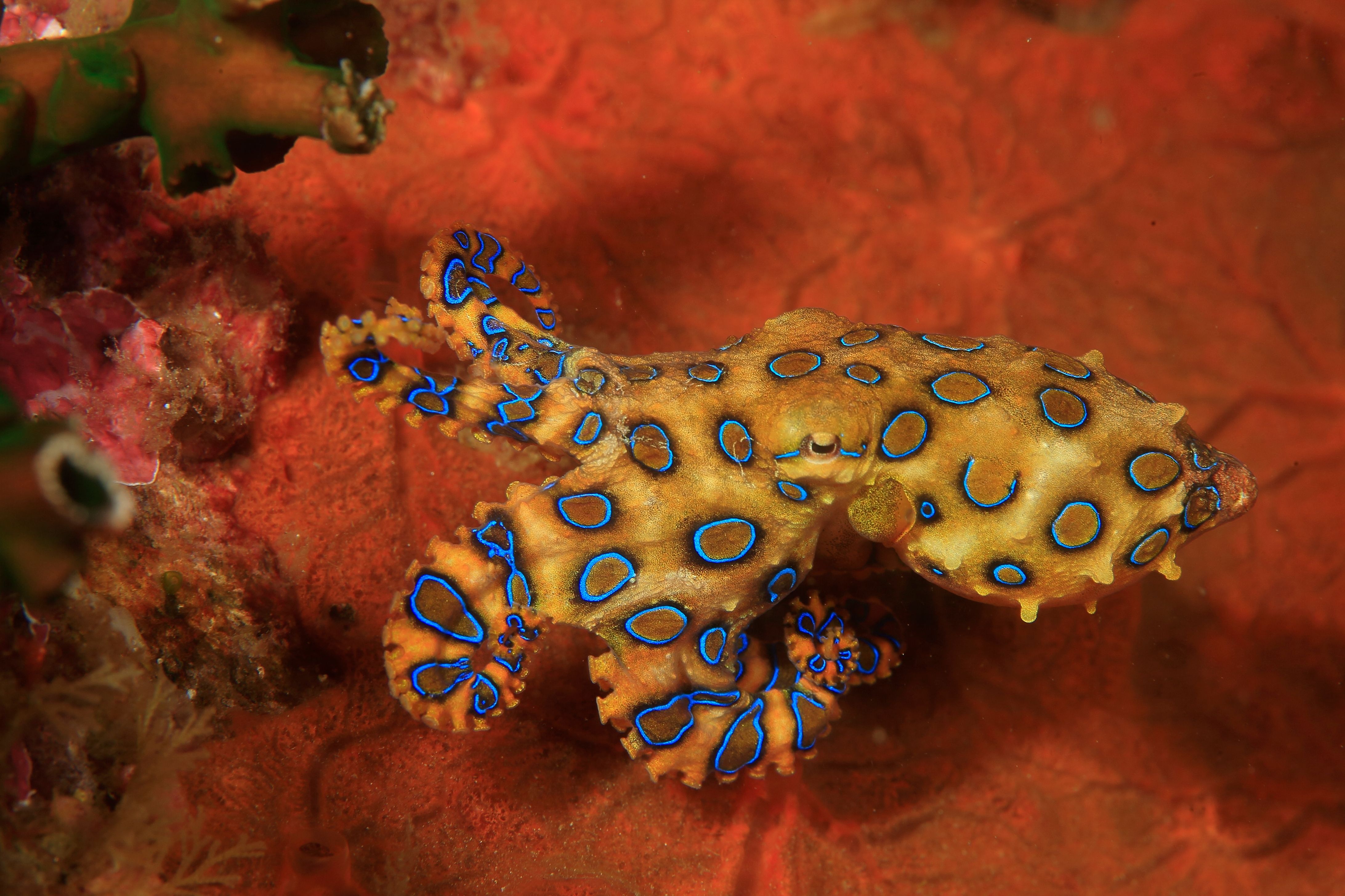 Man Escapes Death As One Of The World's Deadliest Creatures Is Spotted ...