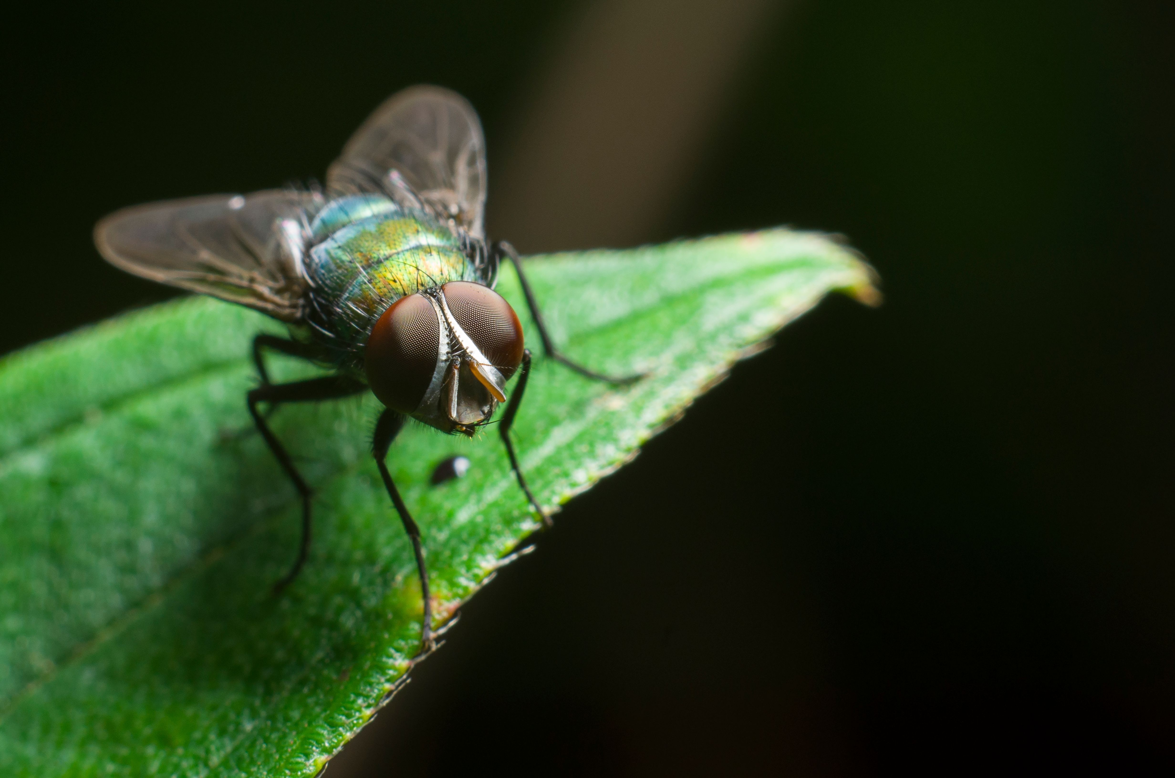 Why This Weird Bug Wears A Face 