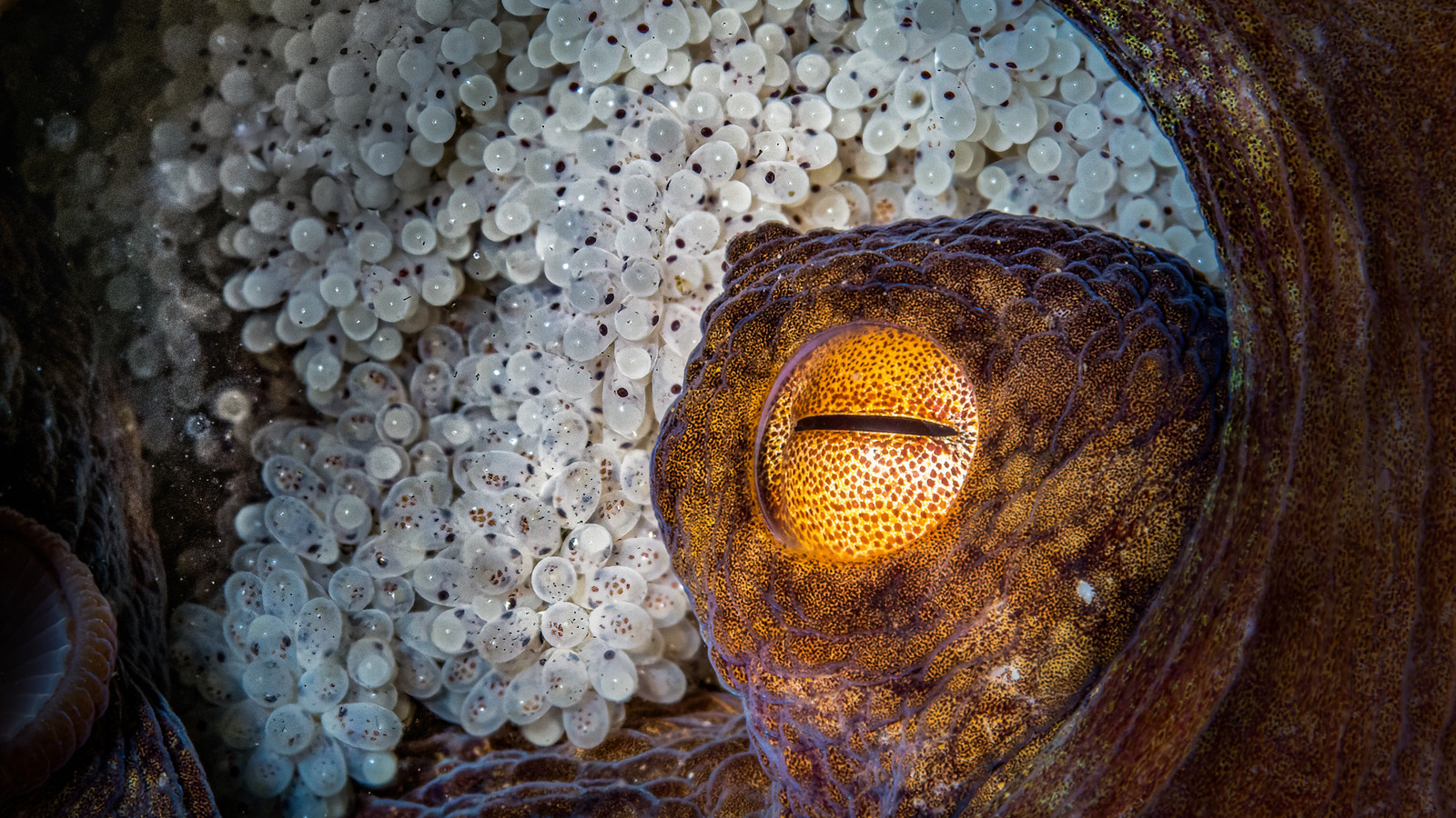 Mother octopus protecting her clutch of eggs