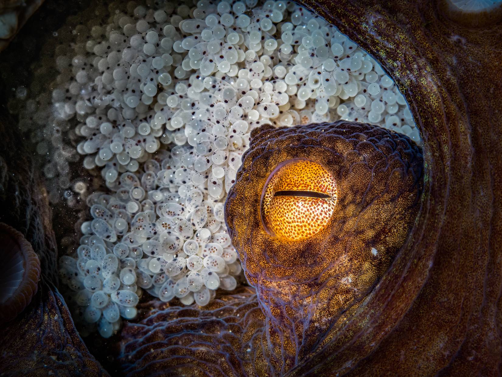 Mother octopus protecting her clutch of eggs
