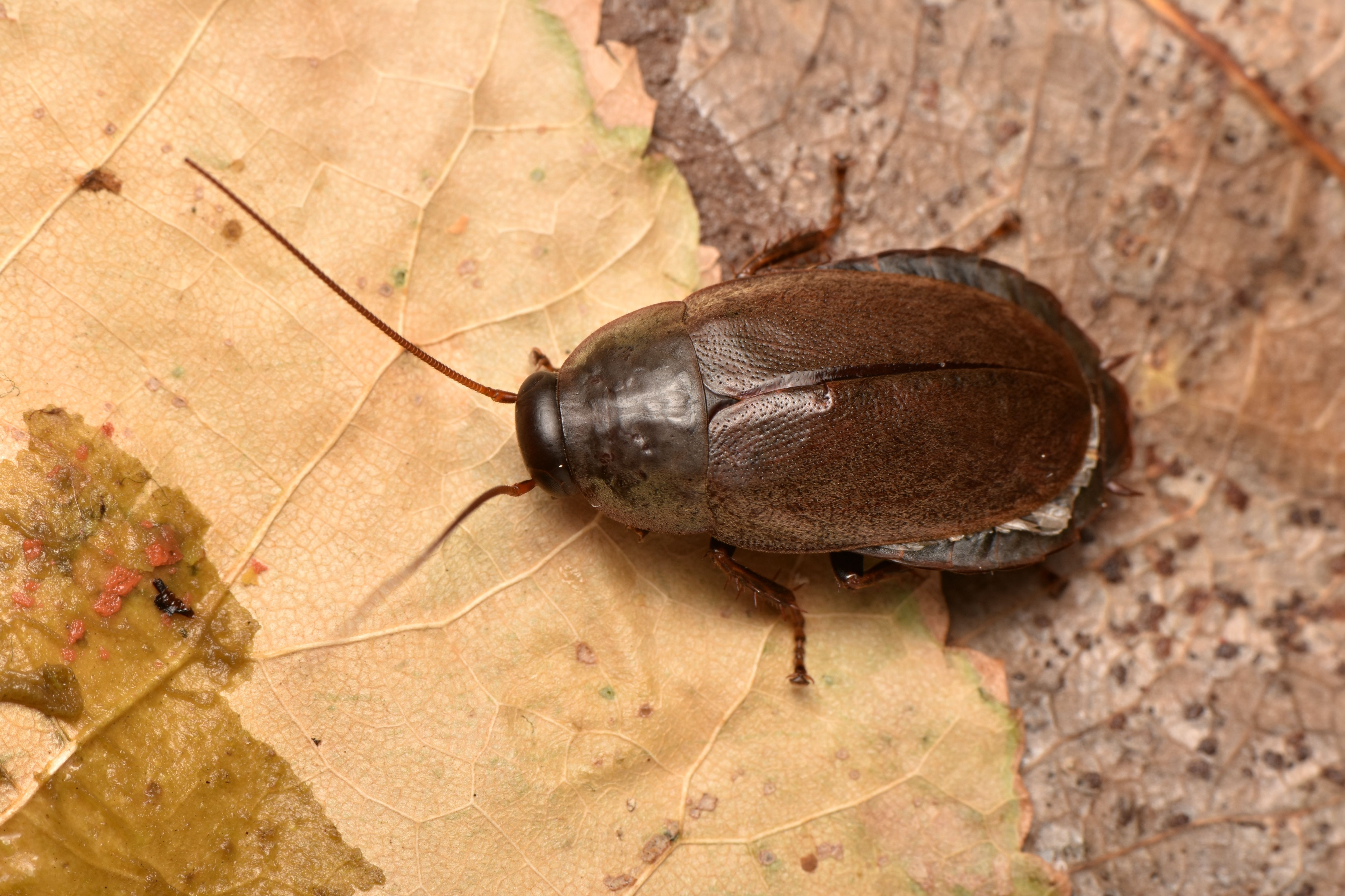 This Cockroach Produces Milk More Nutritious Than Cows' Milk
