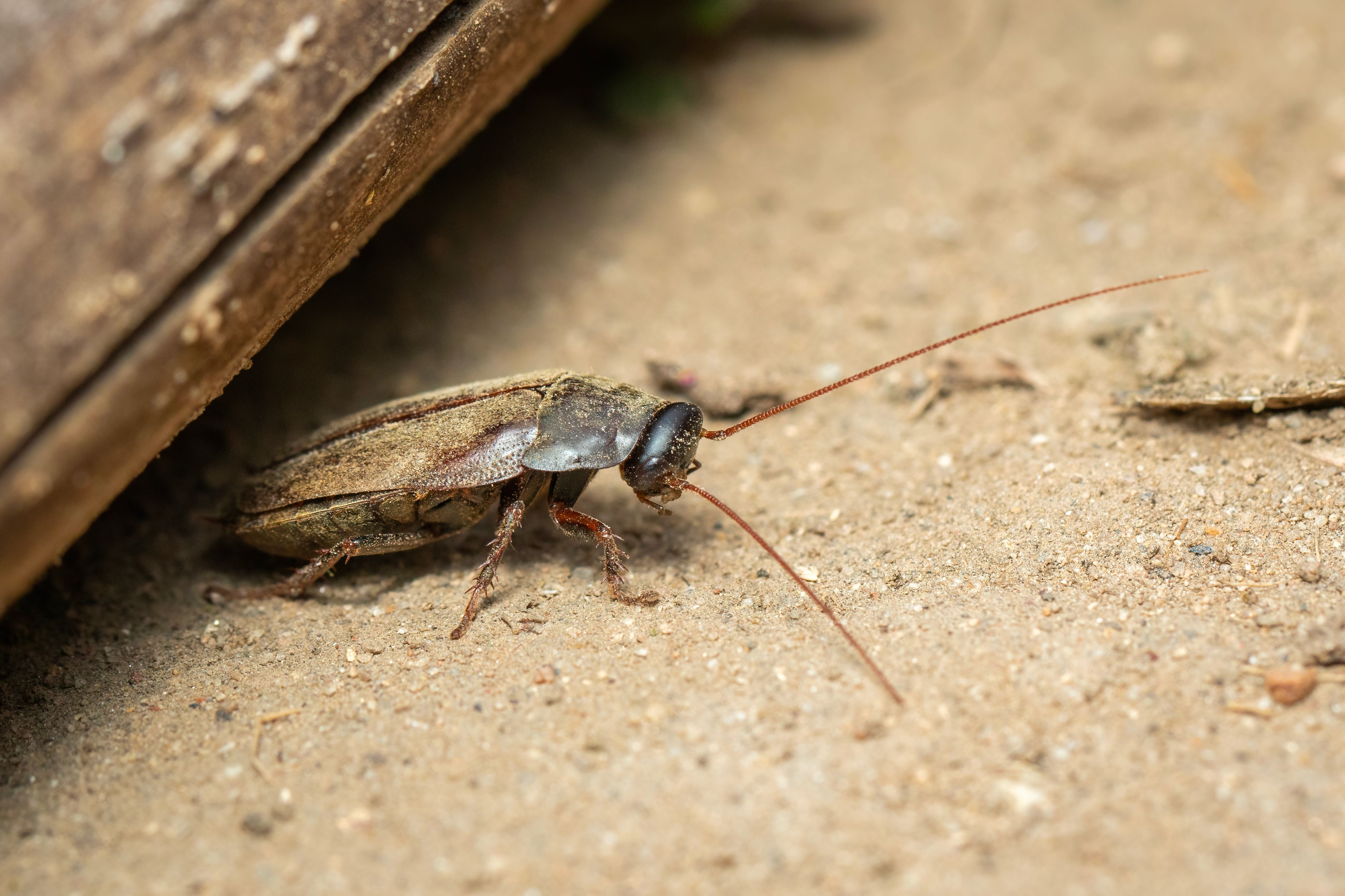 Scientists Turn Cockroaches Into Superpowered Cyborgs For A Pretty Cool ...