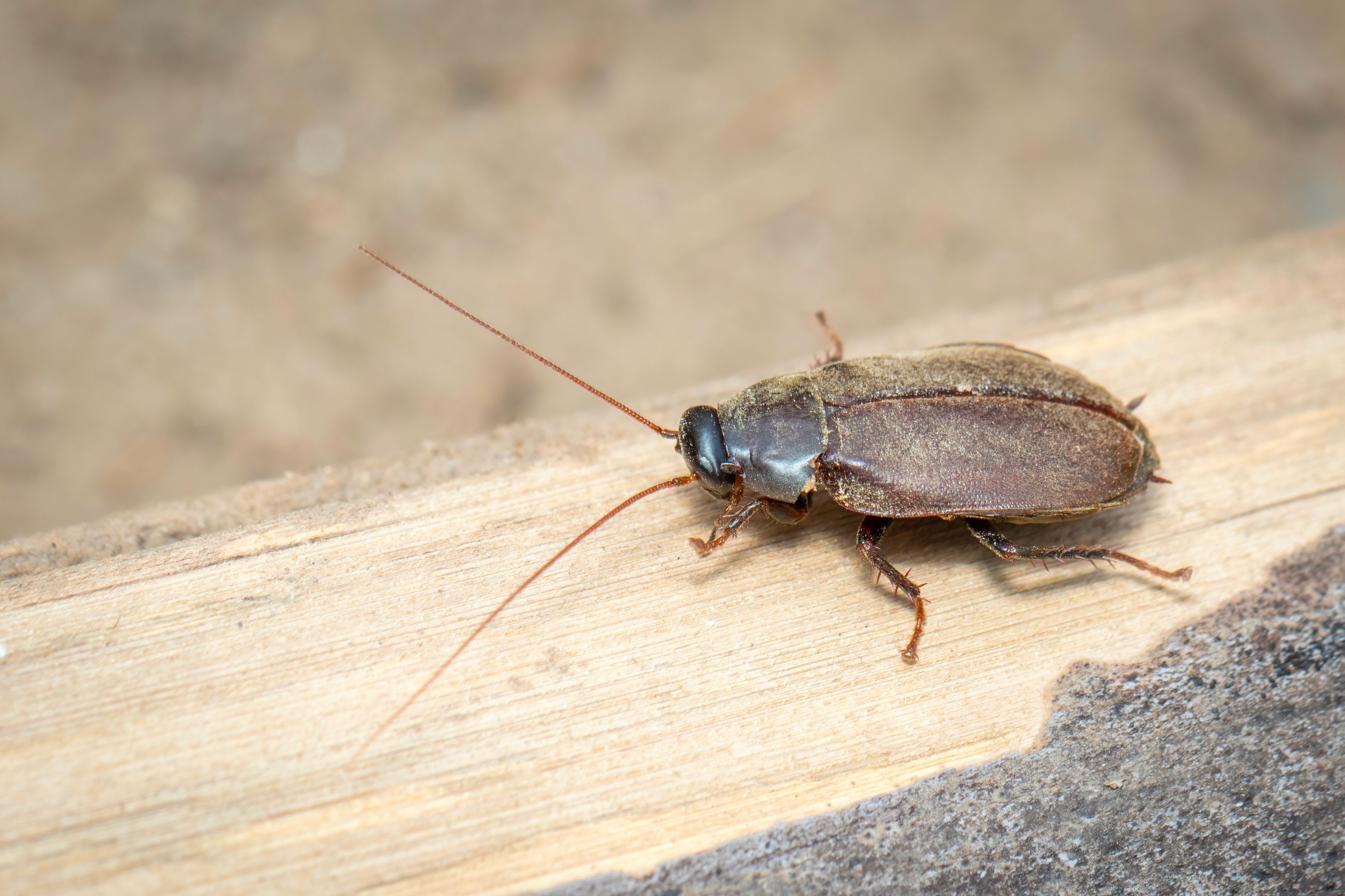 Scientists Turn Cockroaches Into Superpowered Cyborgs For A Pretty Cool ...