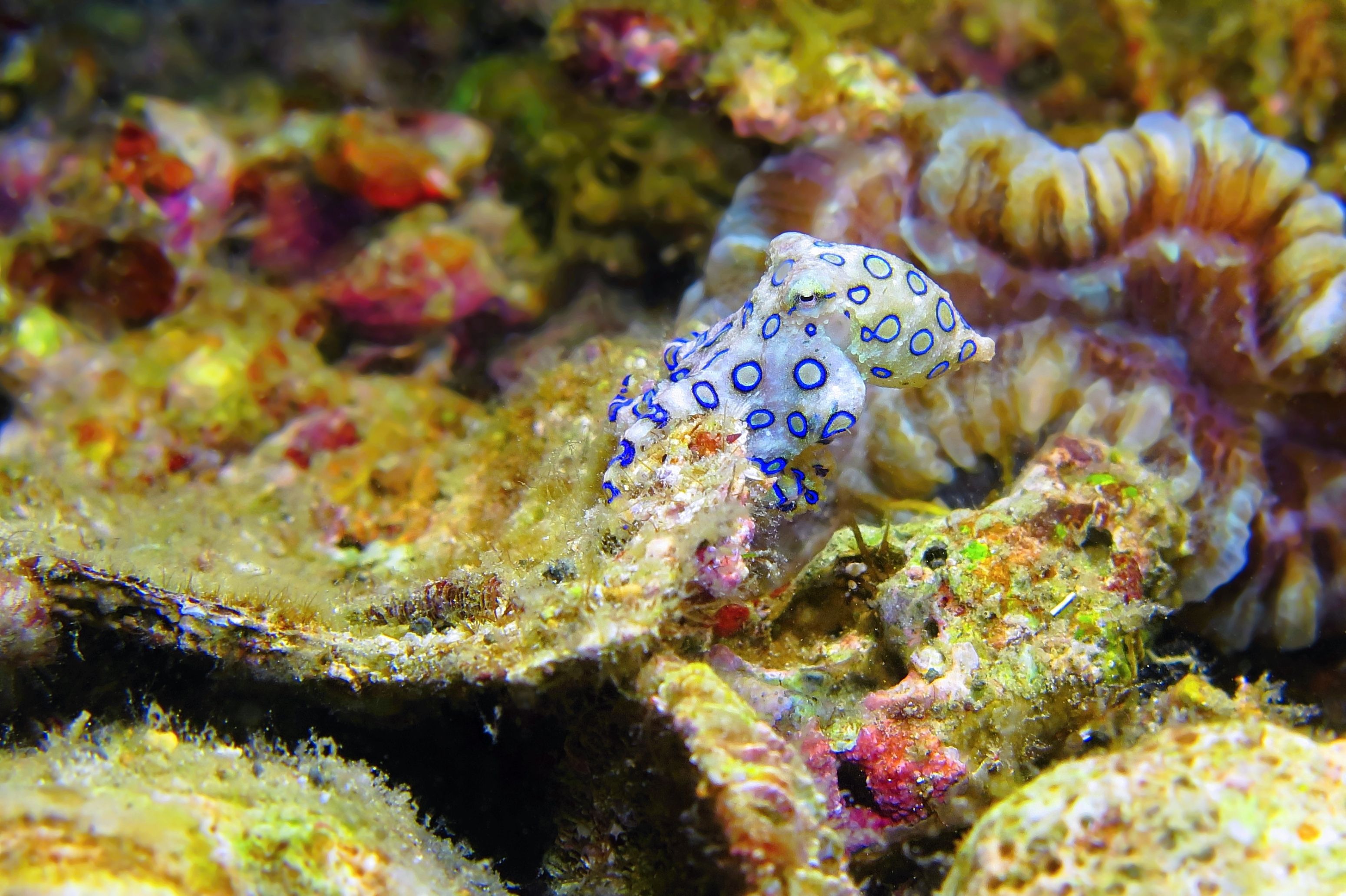 Man Escapes Death As One Of The World's Deadliest Creatures Is Spotted ...