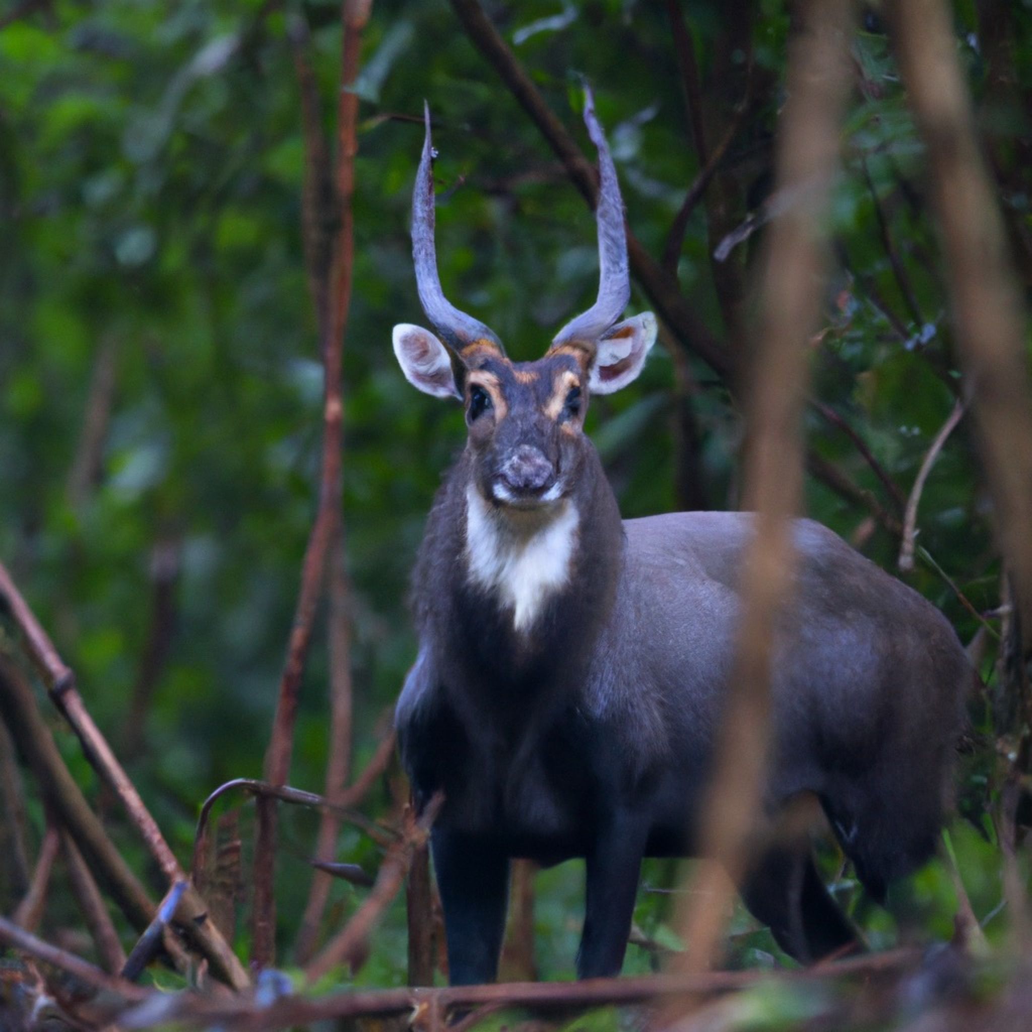The World's Rarest Animals: 10 Species On The Brink Of Extinction