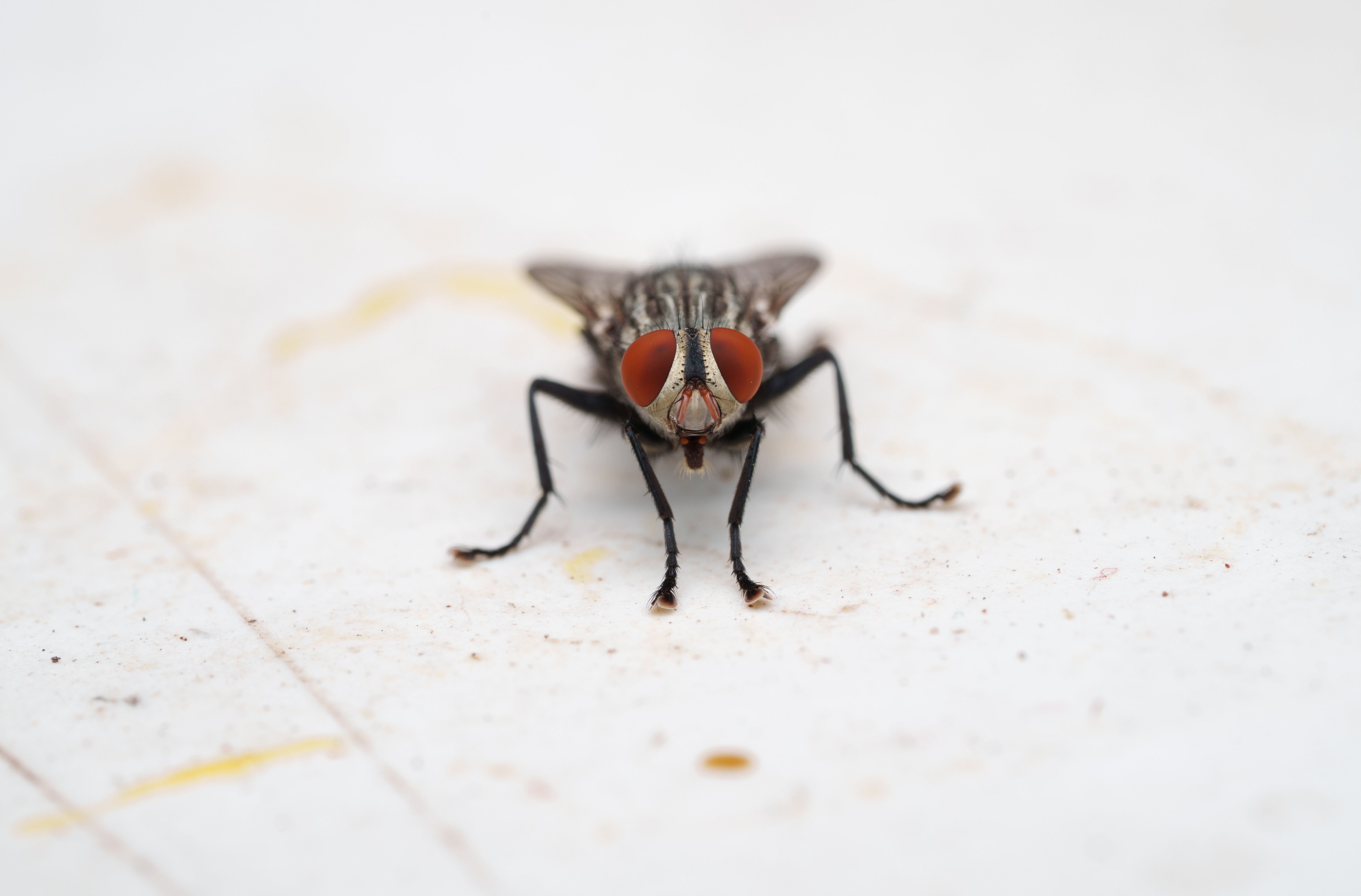 The Reason Flies Are Attracted To Humans Is Kinda Gross