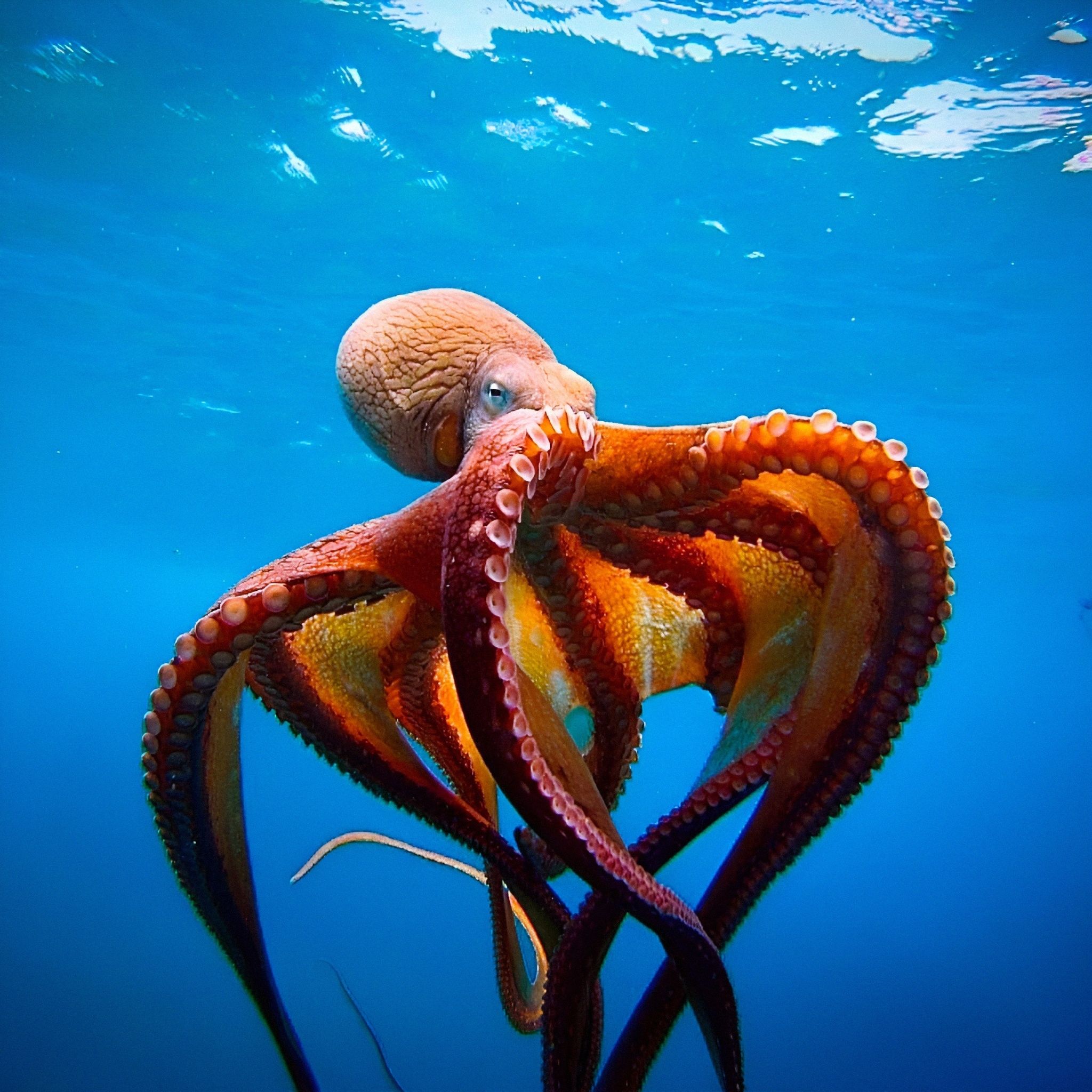 Deep-sea octopus