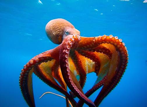 Deep-sea octopus