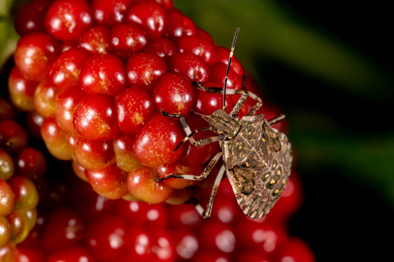 Ri Invasive Bug This Foreign Invasive Bug Threatens The U.S. With $20 Billion In Losses