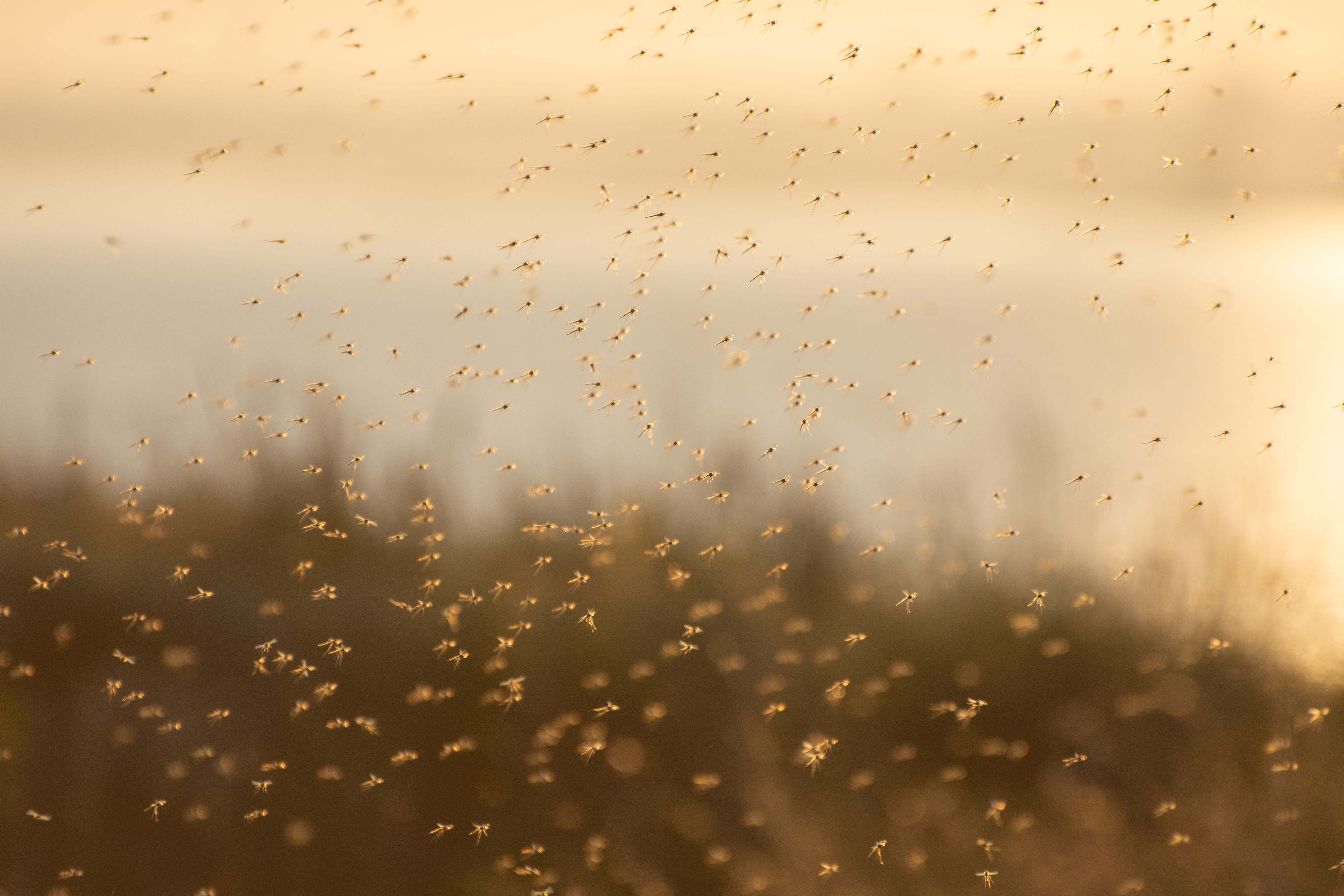 Popular Tourist Hotspot Infested By Insects Wants To Declare State Of ...