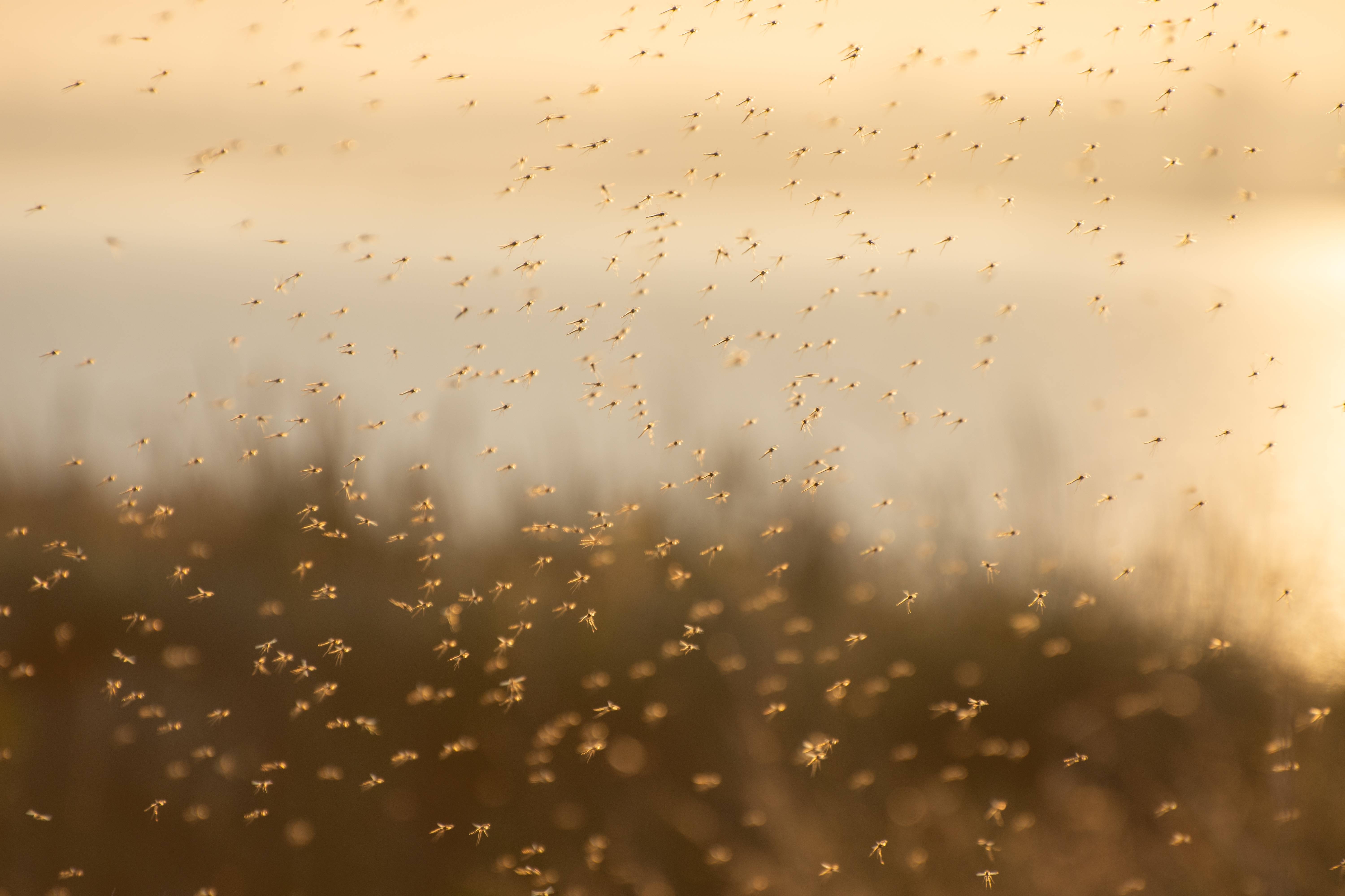 6000 Insects Popular Tourist Hotspot Infested By Insects Wants To Declare State Of ...