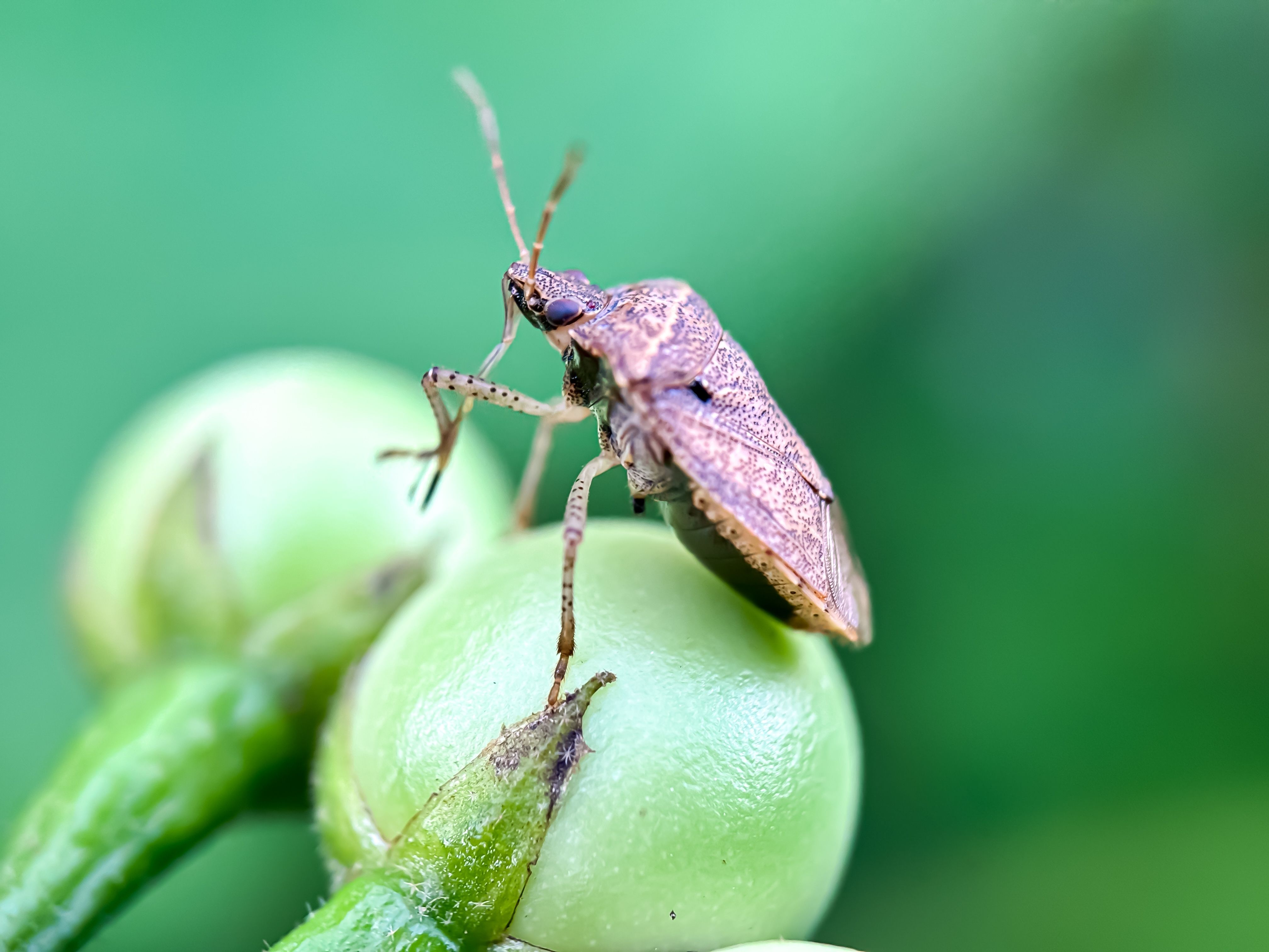 This Foreign Invasive Bug Threatens The U.S. With $20 Billion In Losses