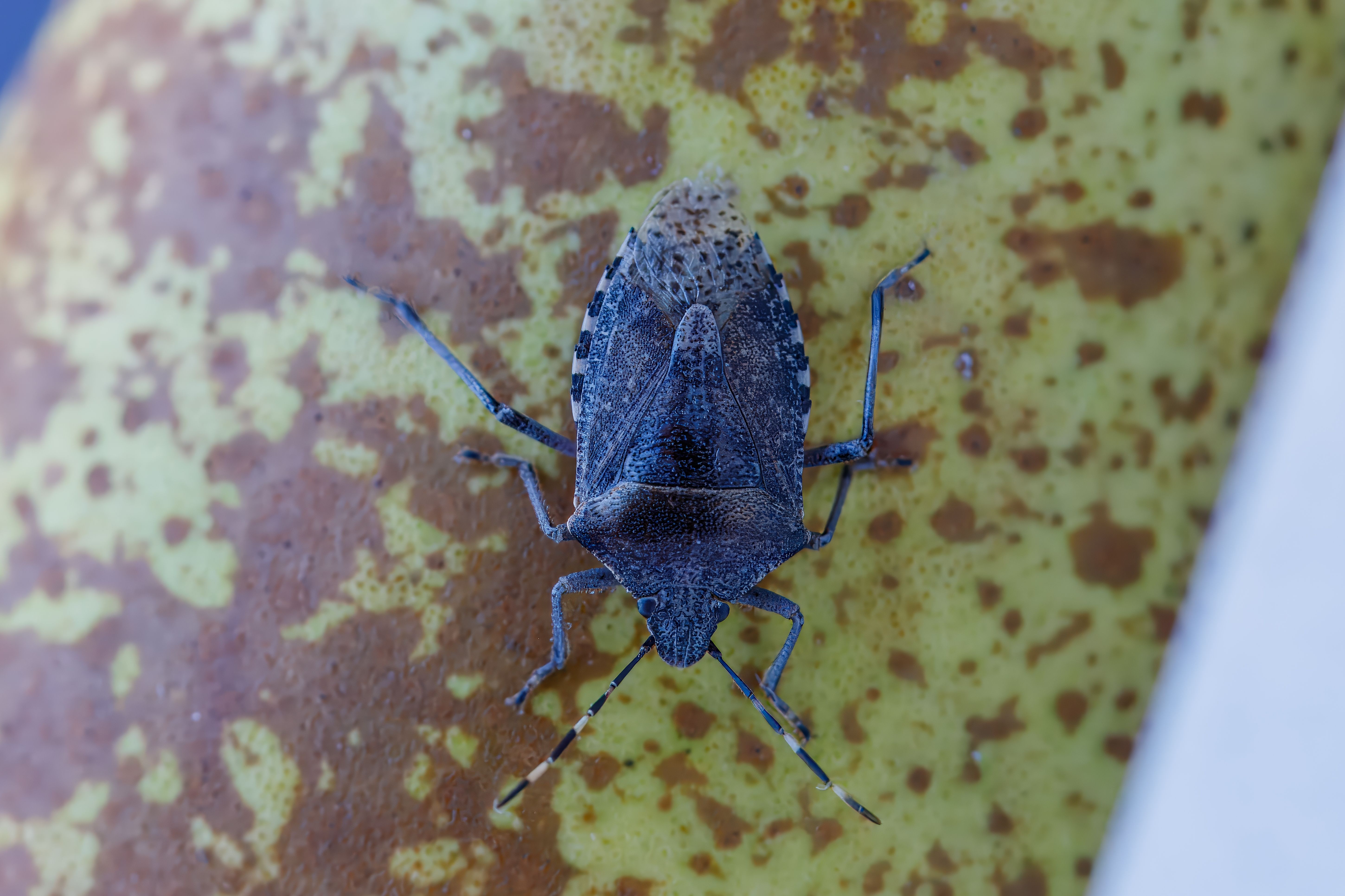 This Foreign Invasive Bug Threatens The U.S. With $20 Billion In Losses