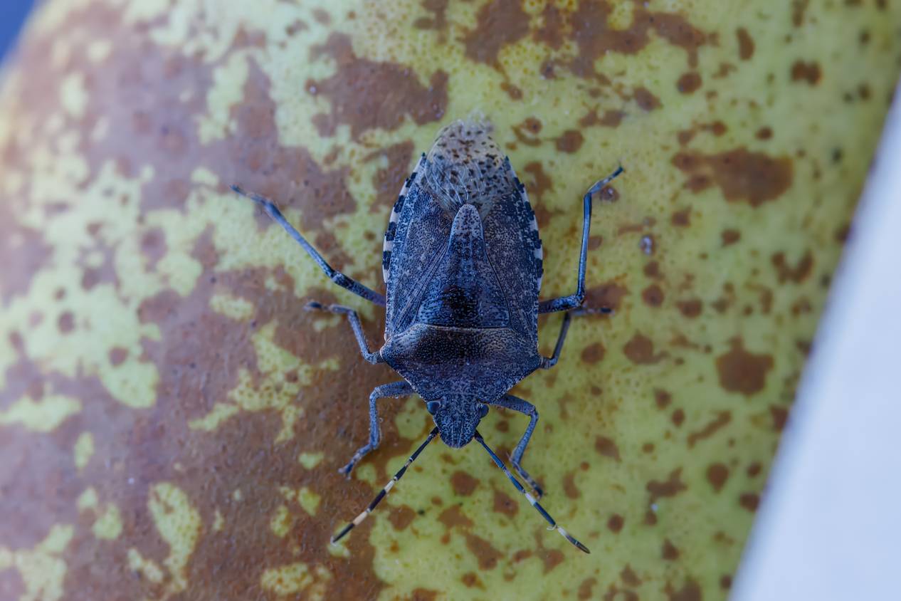Brown Triangular Bug This Foreign Invasive Bug Threatens The U.S. With $20 Billion In Losses