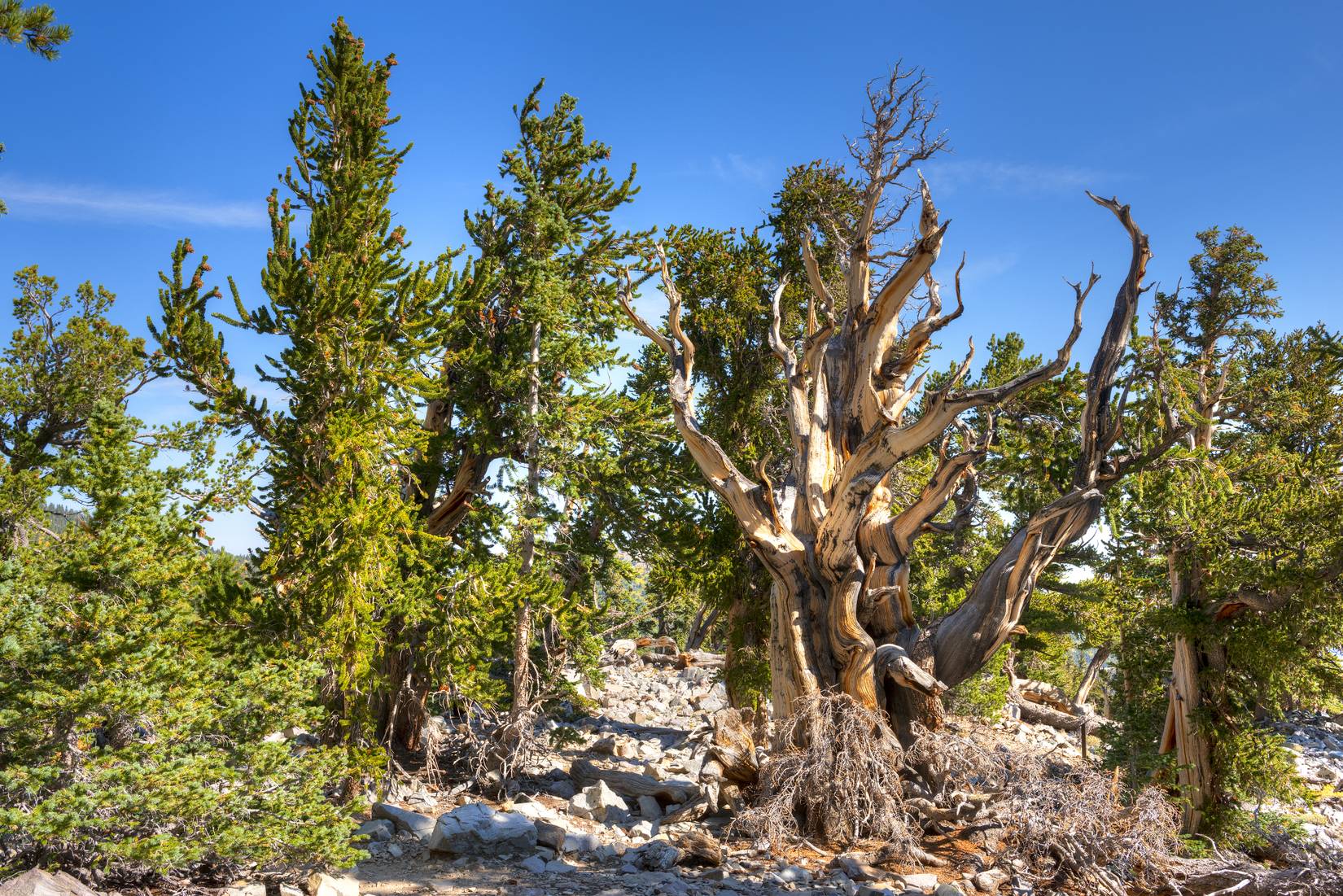 Skip California's Sequoias And Redwoods: This National Park In Another ...