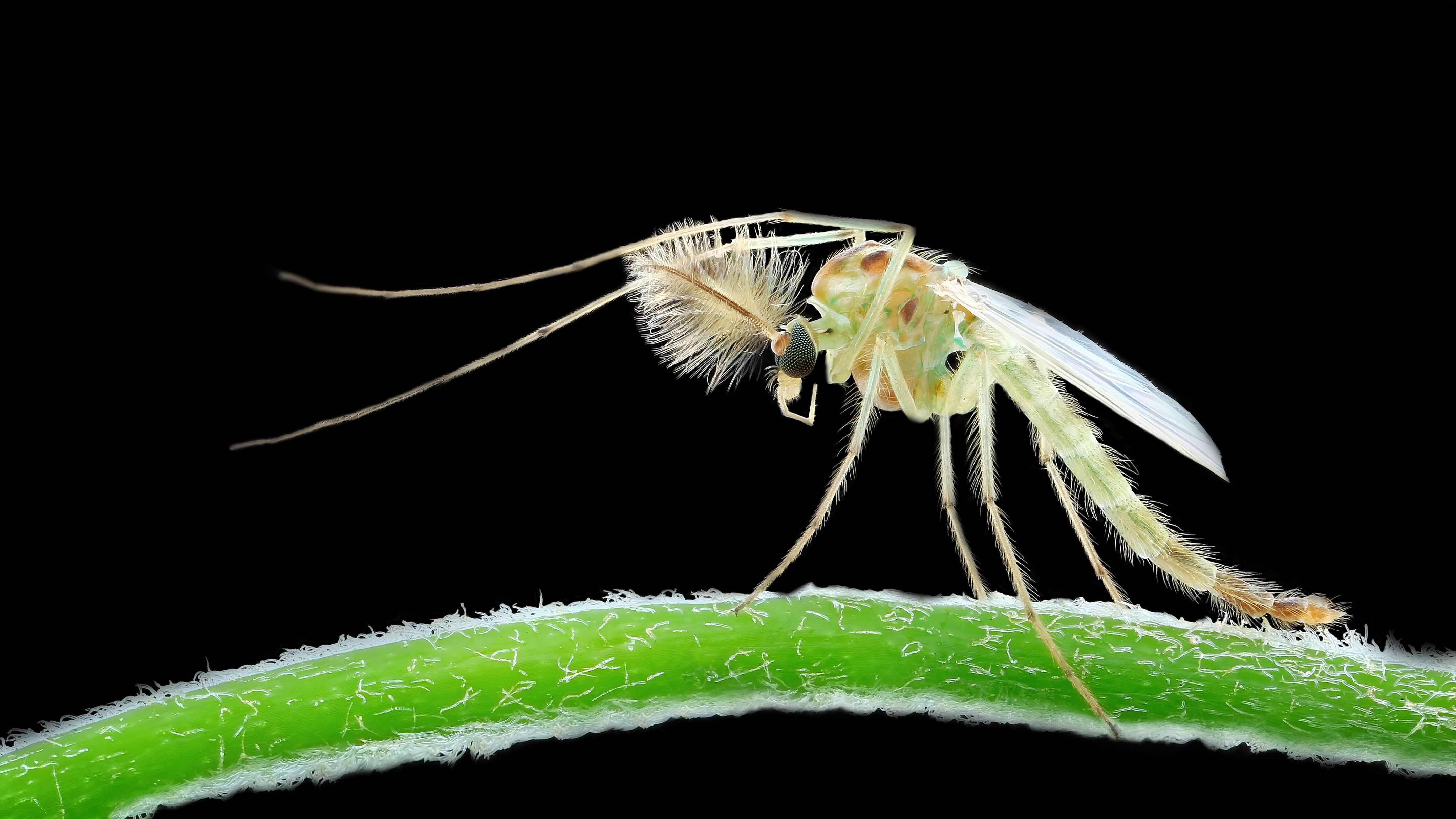 Popular Tourist Hotspot Infested By Insects Wants To Declare State Of ...