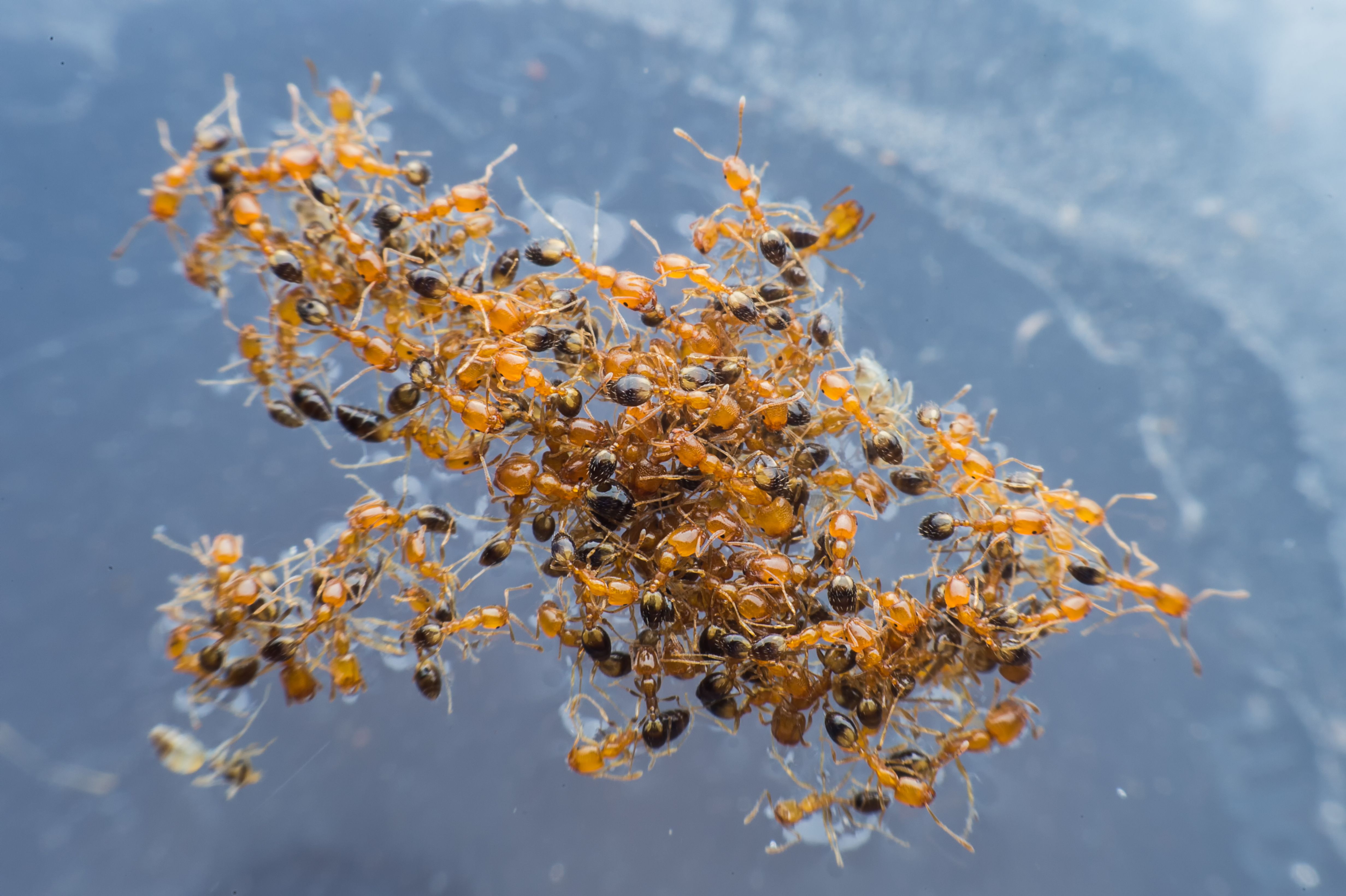 This Dangerous Bug Accidentally Invaded The U.S. And Stings 14 Million ...