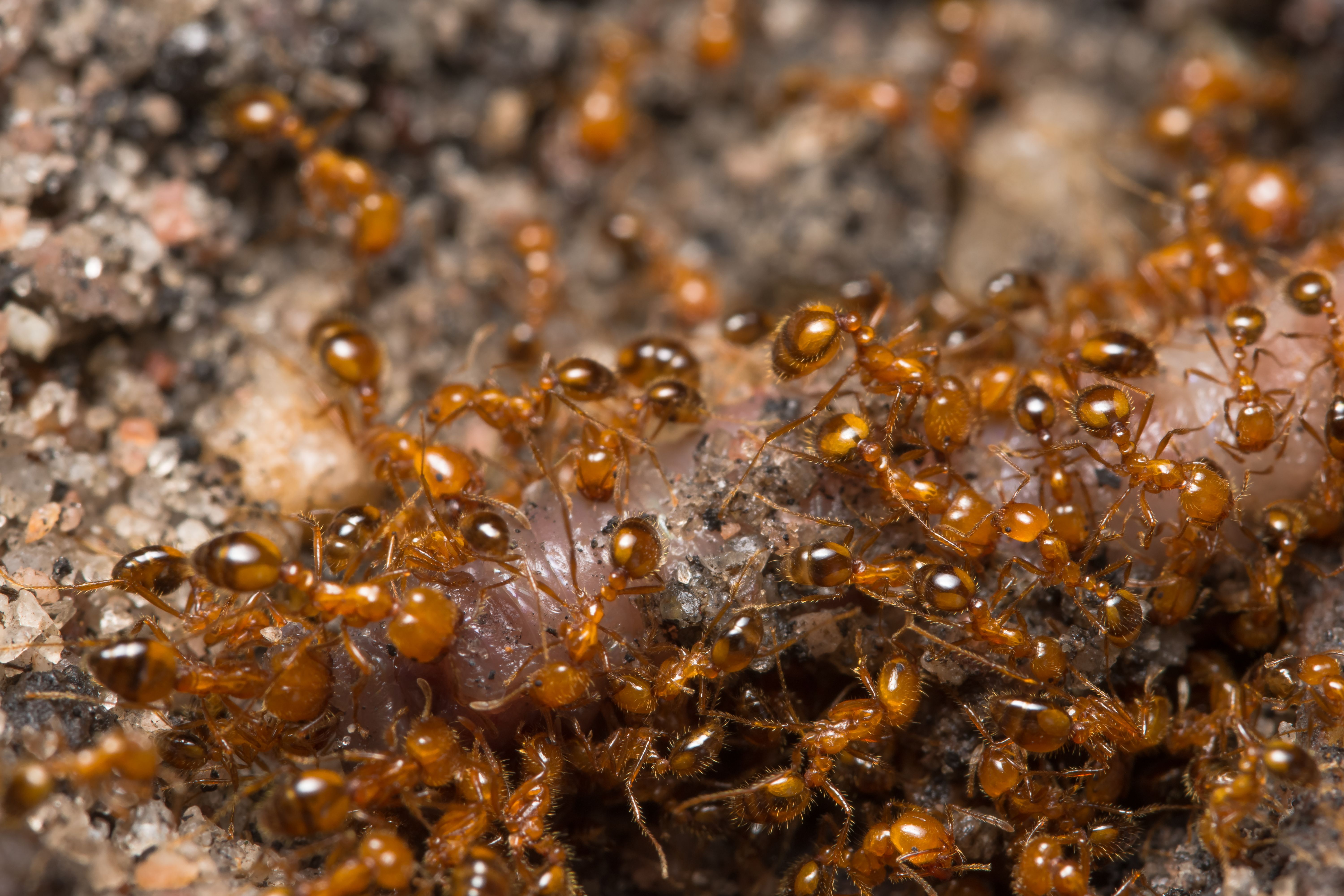 This Dangerous Bug Accidentally Invaded The U.S. And Stings 14 Million ...