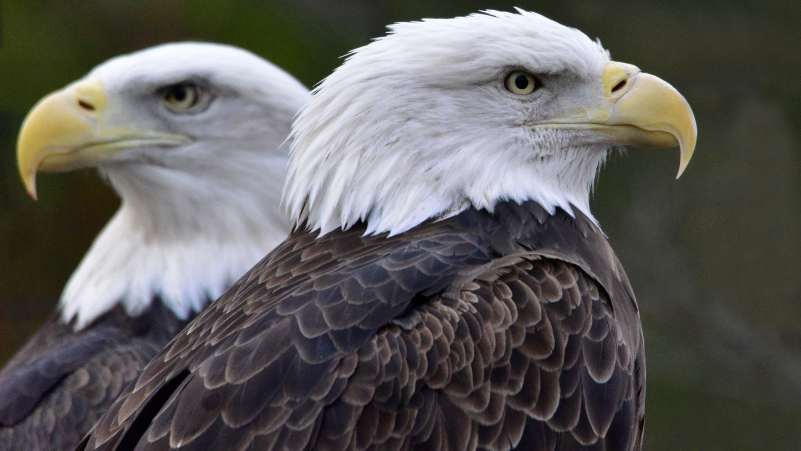 Hello Eagle Eagle Babies Are Hatching On The East Coast And You Can Watch It All ...