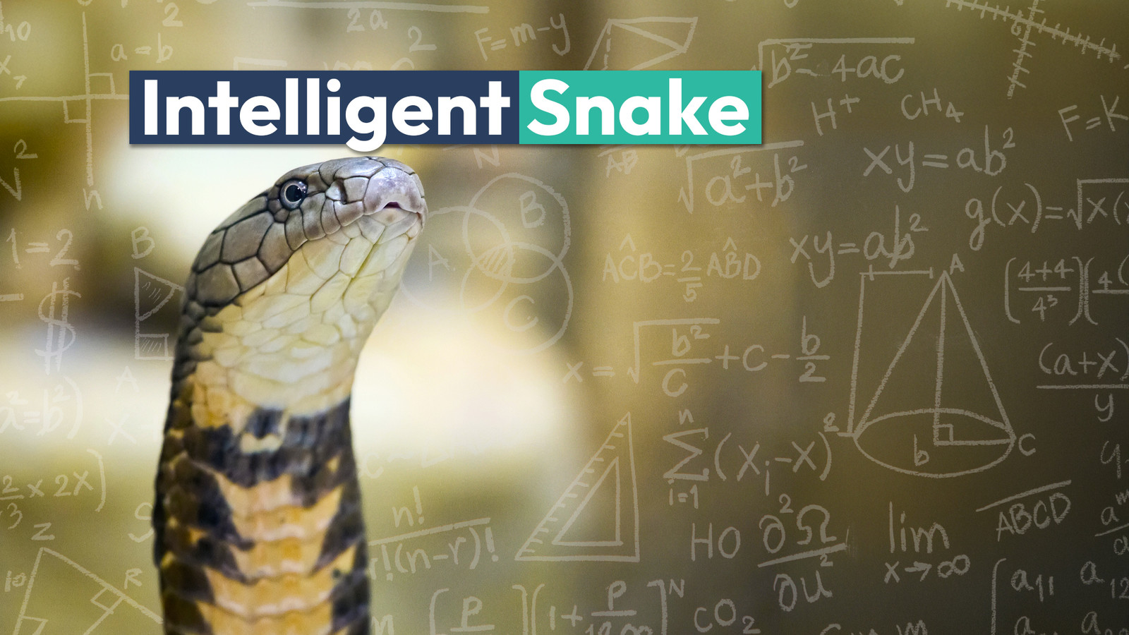 Knowledgeable Snake The World's Smartest Snake Is More Intelligent Than You'd Expect