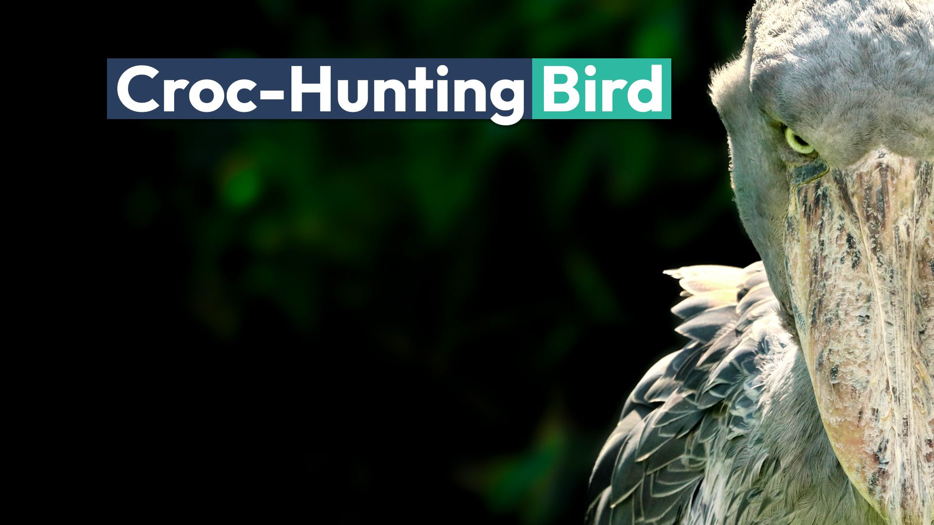 This Terrifying Human-Sized Bird Hunts Crocodiles (And Anything