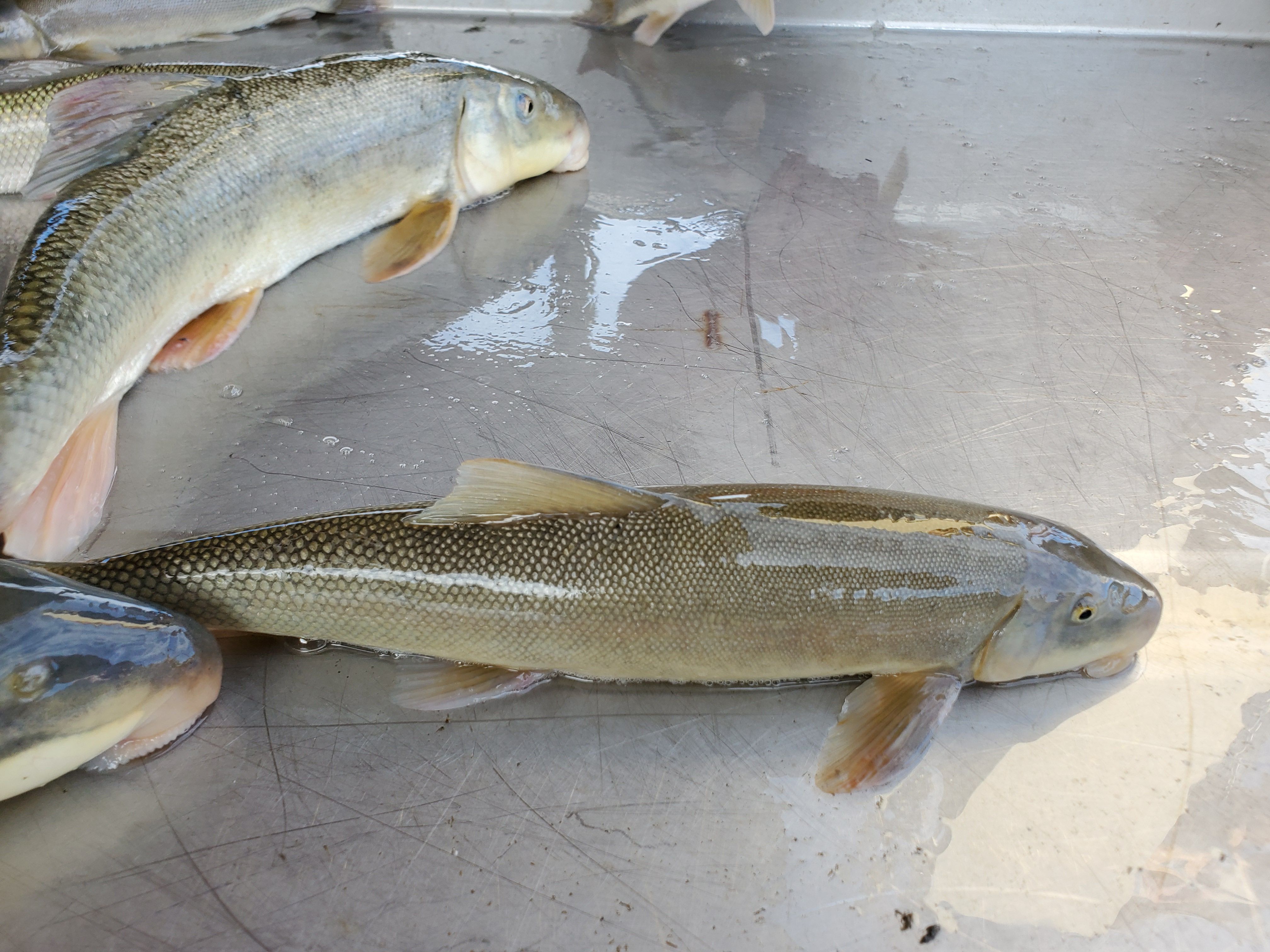 Newly Recognized Fish Species Found In Grand Teton National Park