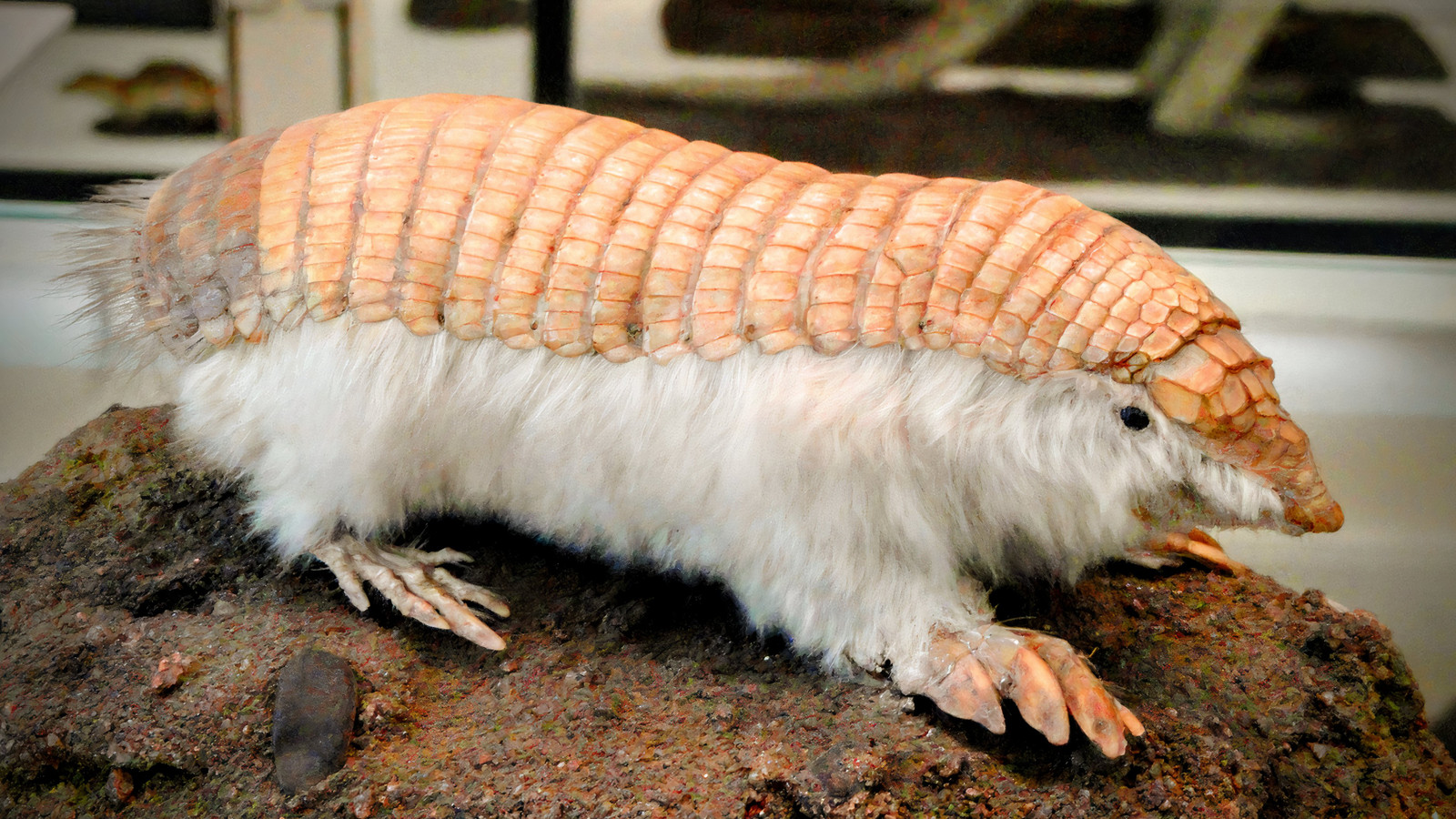 One Of The World's Rarest Creatures Is A "Pink Fairy"