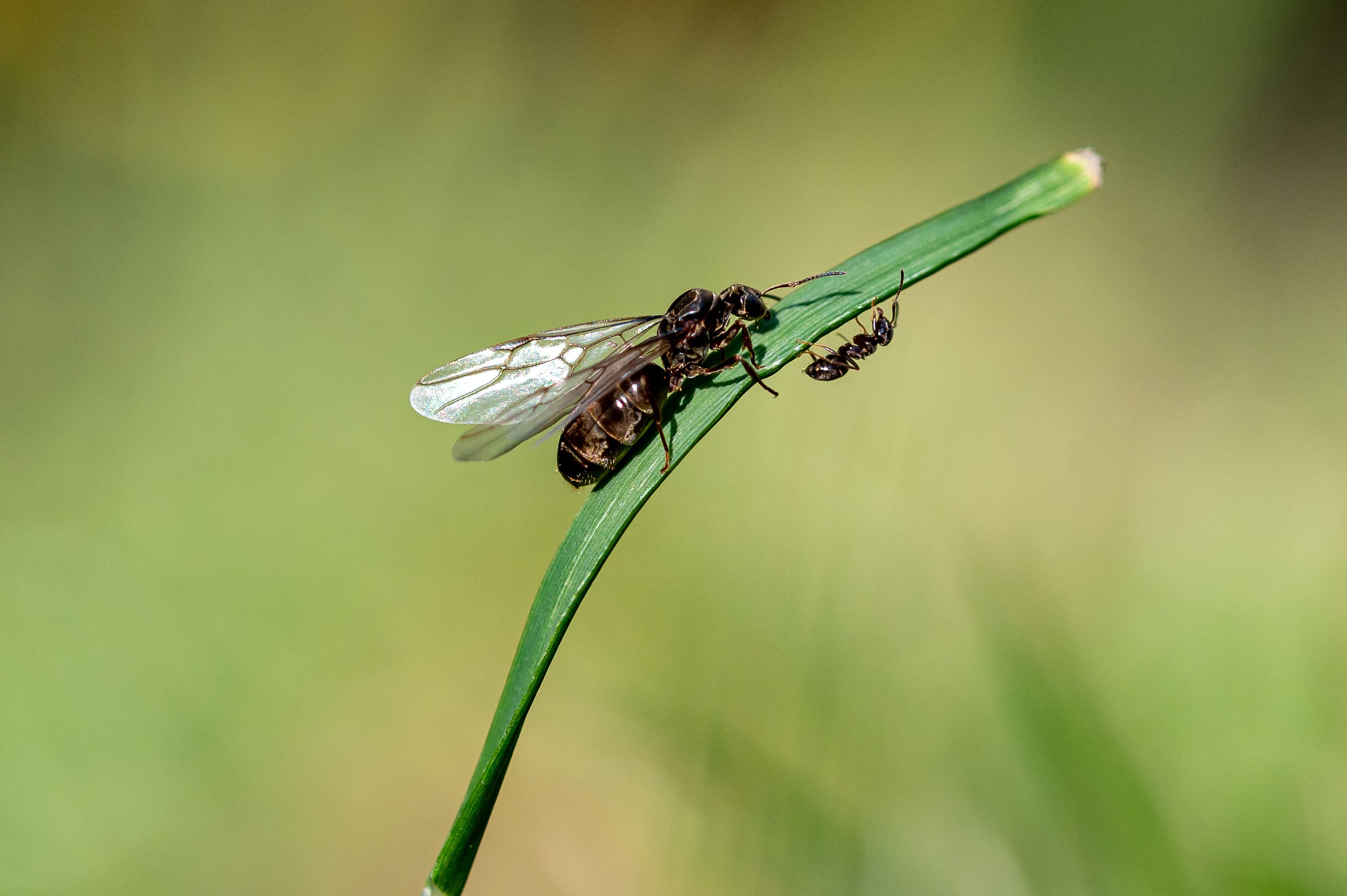 Queen Ants Do The Weirdest Thing After Fighting With Their Spouses