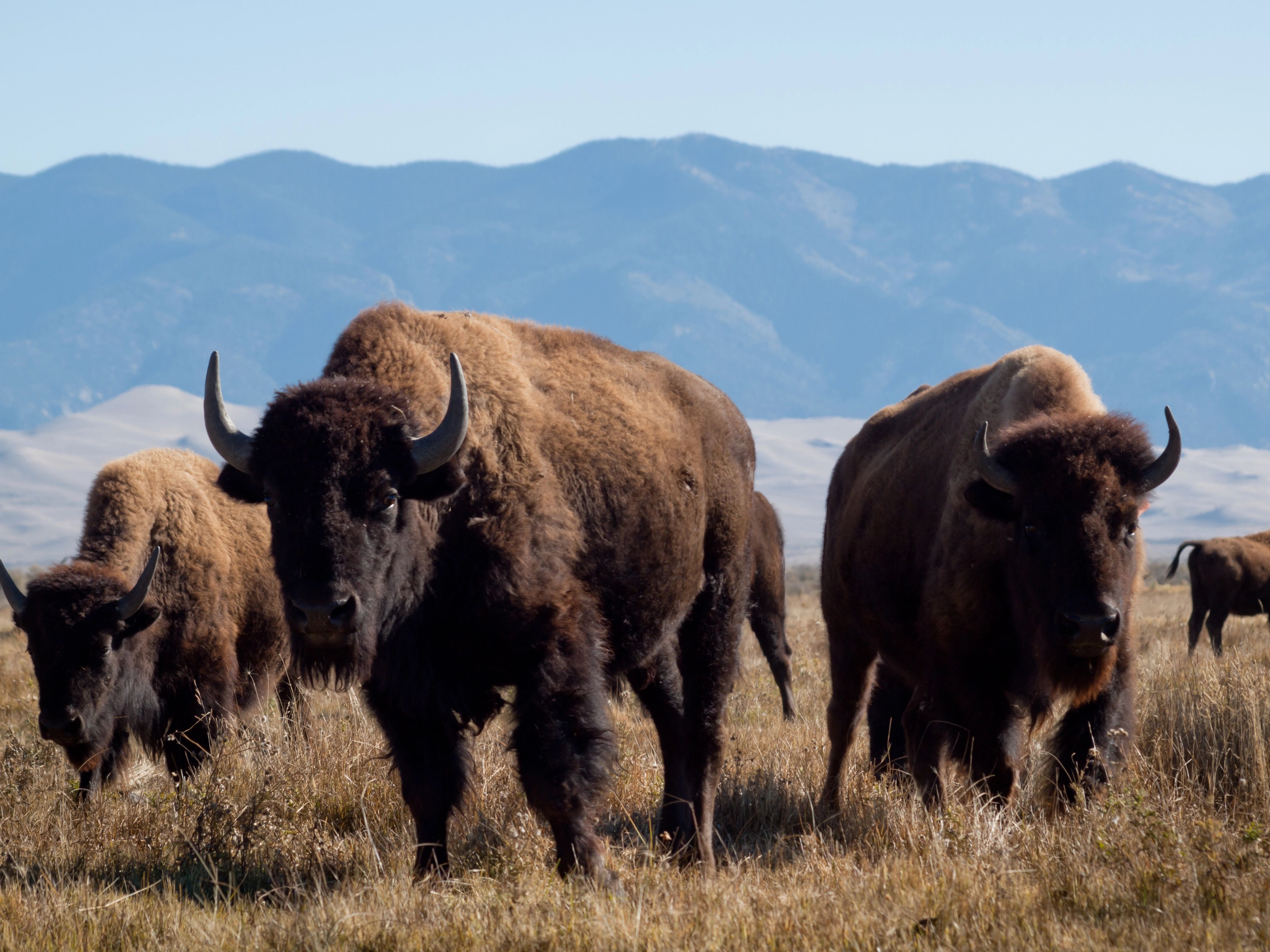 How Montana's Upcoming National Park Lawsuit Will Impact Yellowstone ...