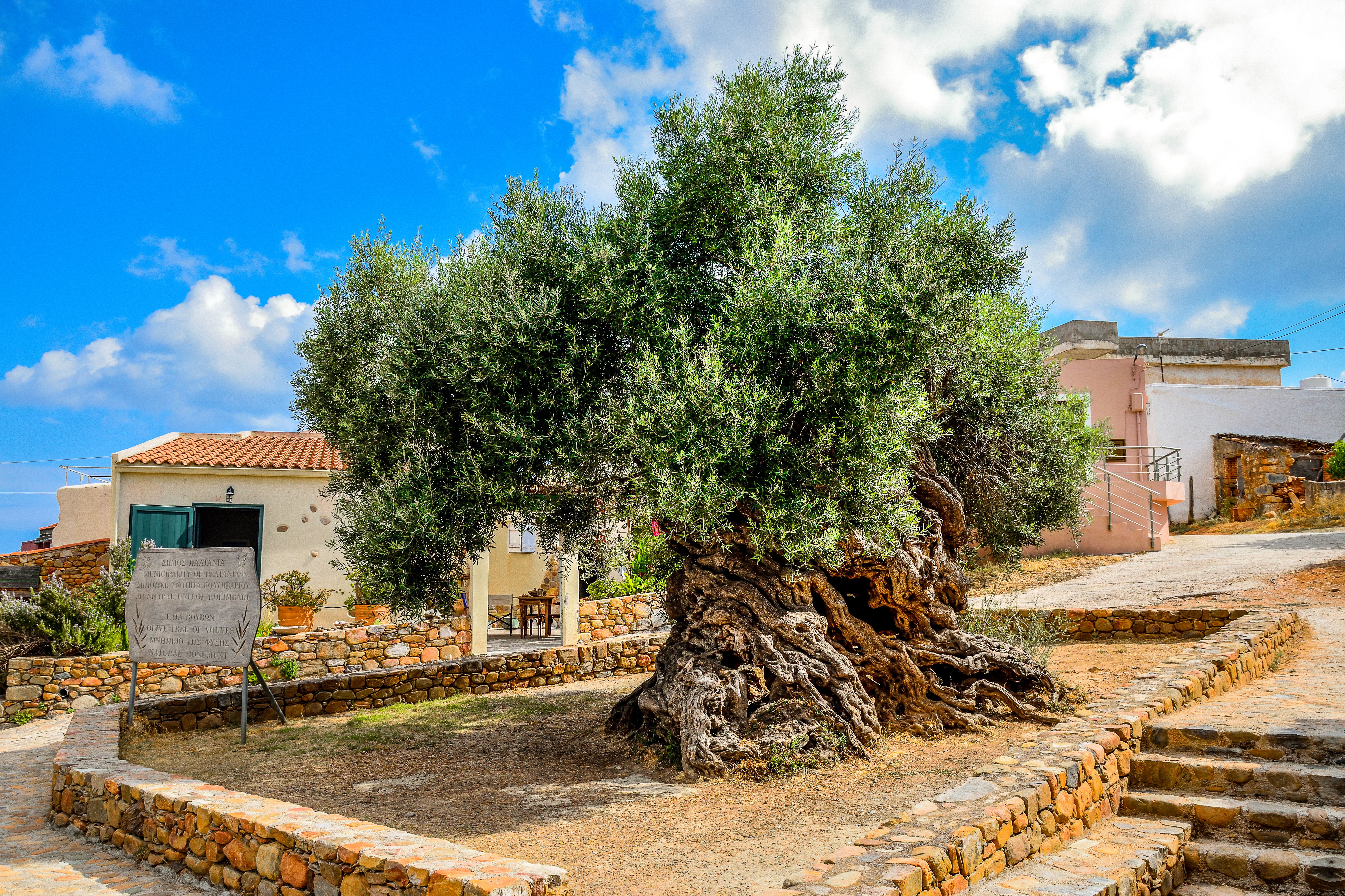 Najstarsze na świecie drzewo oliwne