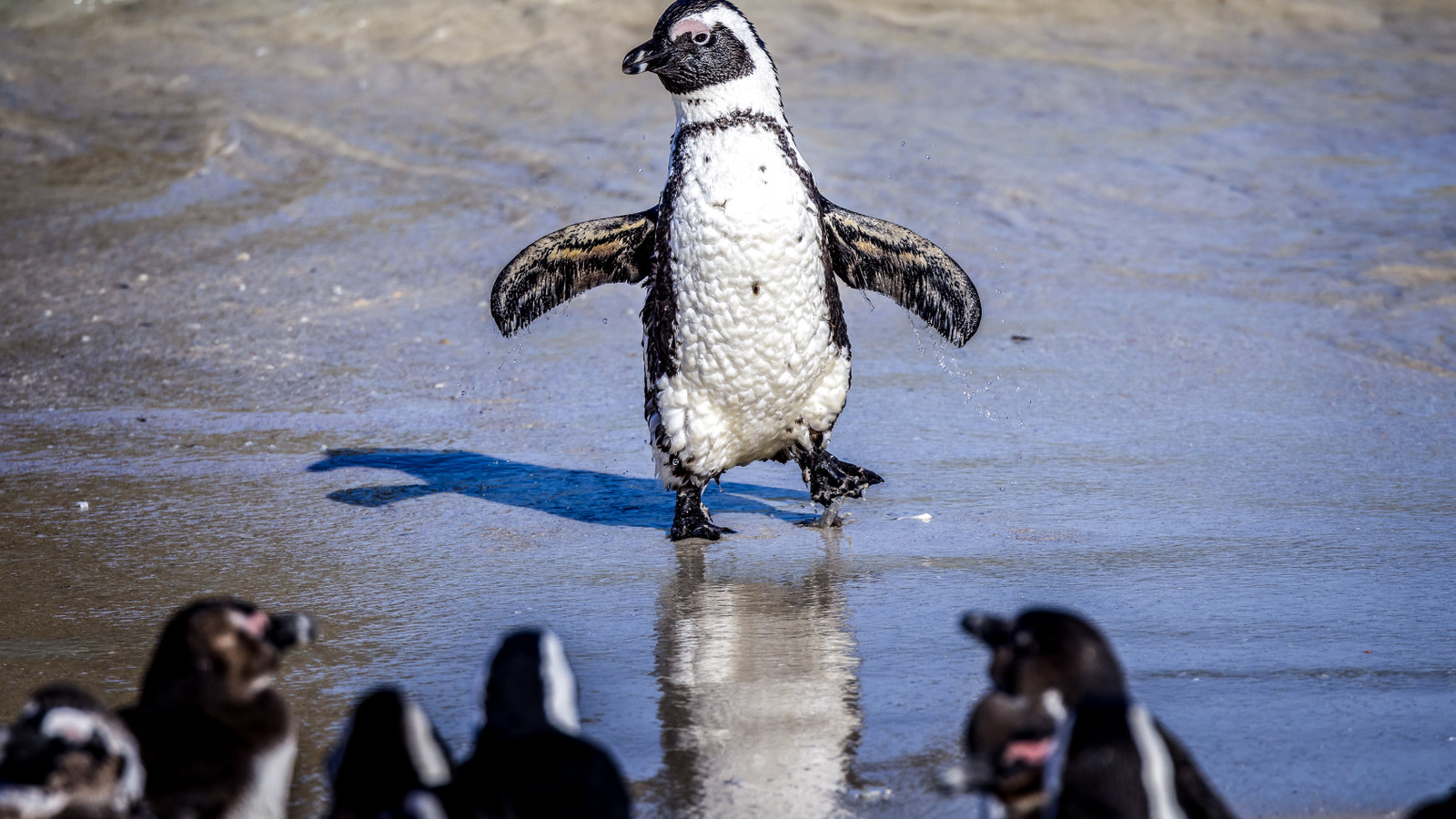 An Adorable Penguin At The Pueblo Zoo Recognized In A Campaign, Spreading  Awareness, image size:1600x900