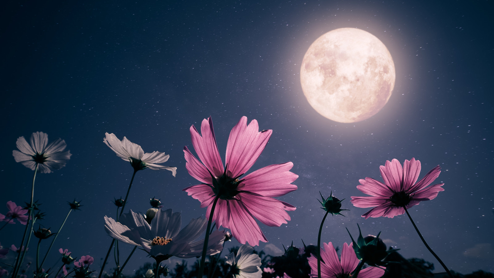 Moon During Spring It's a Pink Moon! Spring's First Full Moon Set to Rise This Weekend to ...