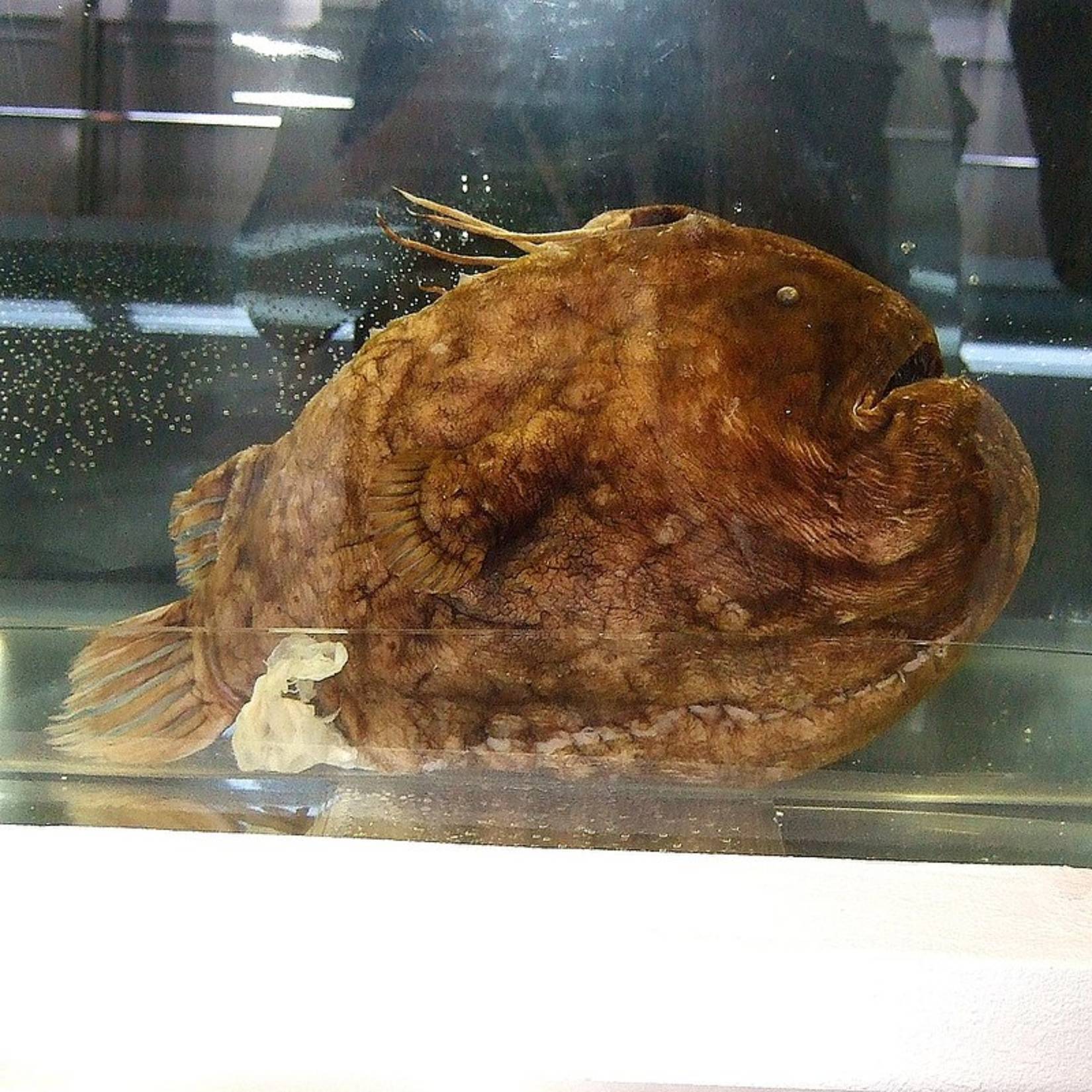 The Recent Deep-Sea 