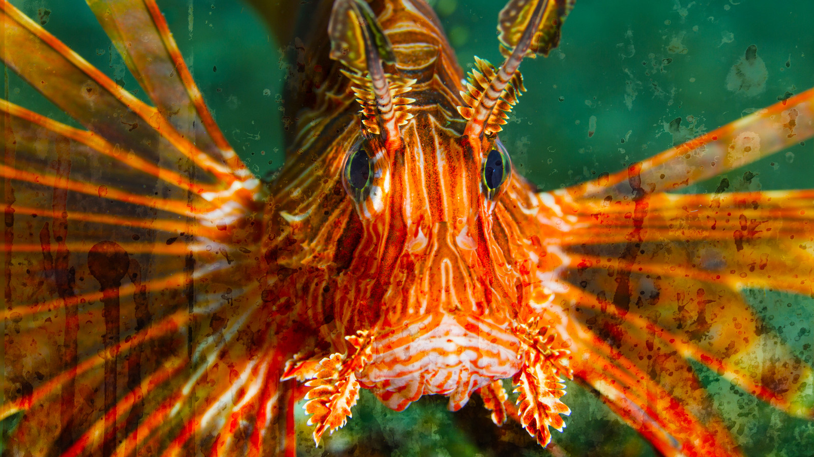 Cod Predators Fish One Of The Deadliest Underwater Predators Has Invaded U.S. National ...