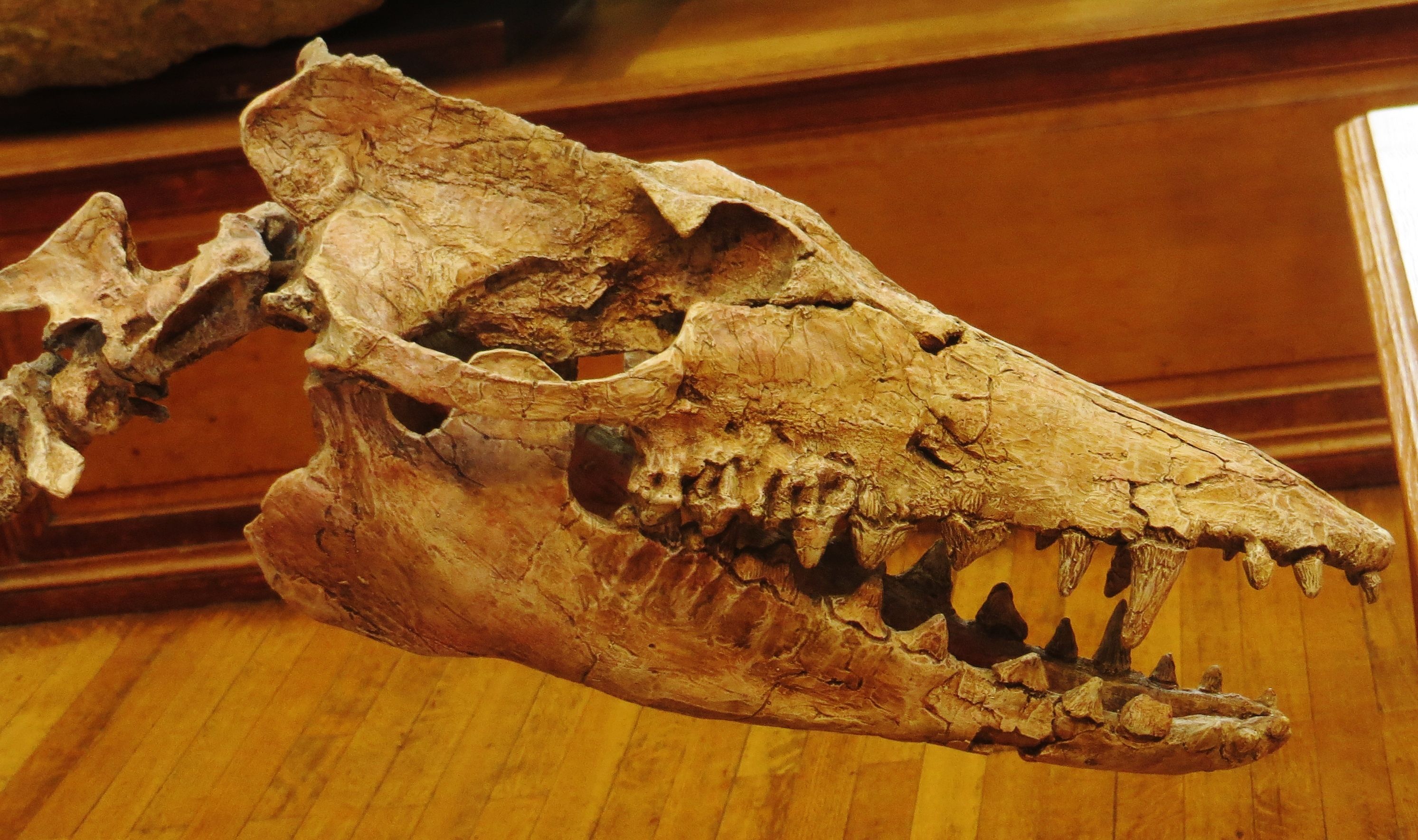Whales Evolved From A Goat-Sized, Four-Legged Furry Creature That Looks ...